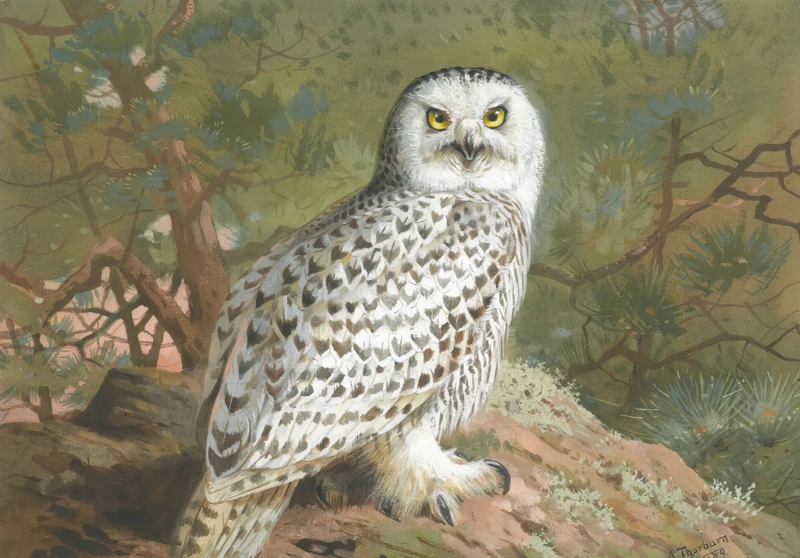 A Female Snowy Owl Wall Art by Archibald Thorburn - Canvas Print