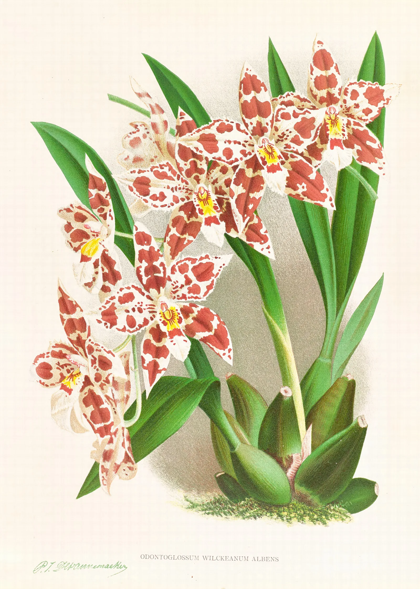 Odontoglossum Wilckeanum Albens Wall Art by Jean Jules Linden - Canvas Print