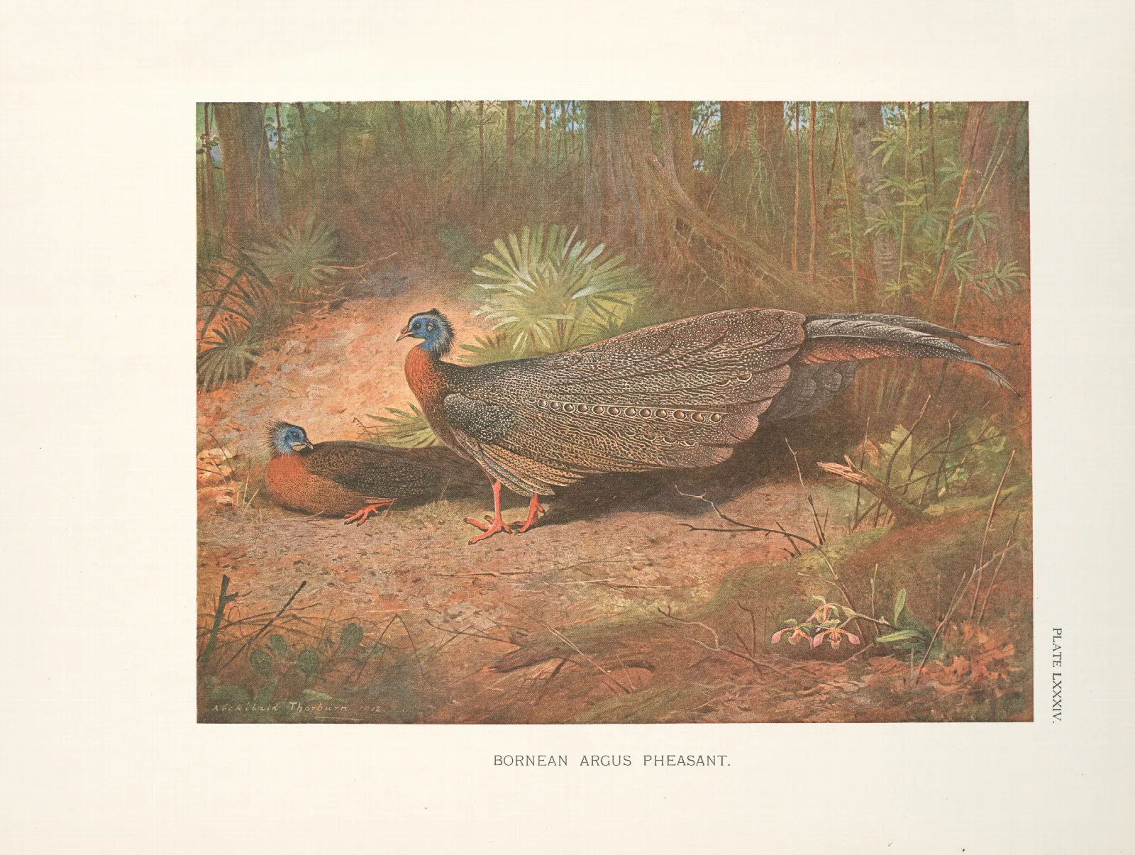 Bornean Argus Pheasant Argusianus Grayi Wall Art by Archibald Thorburn - Canvas Print