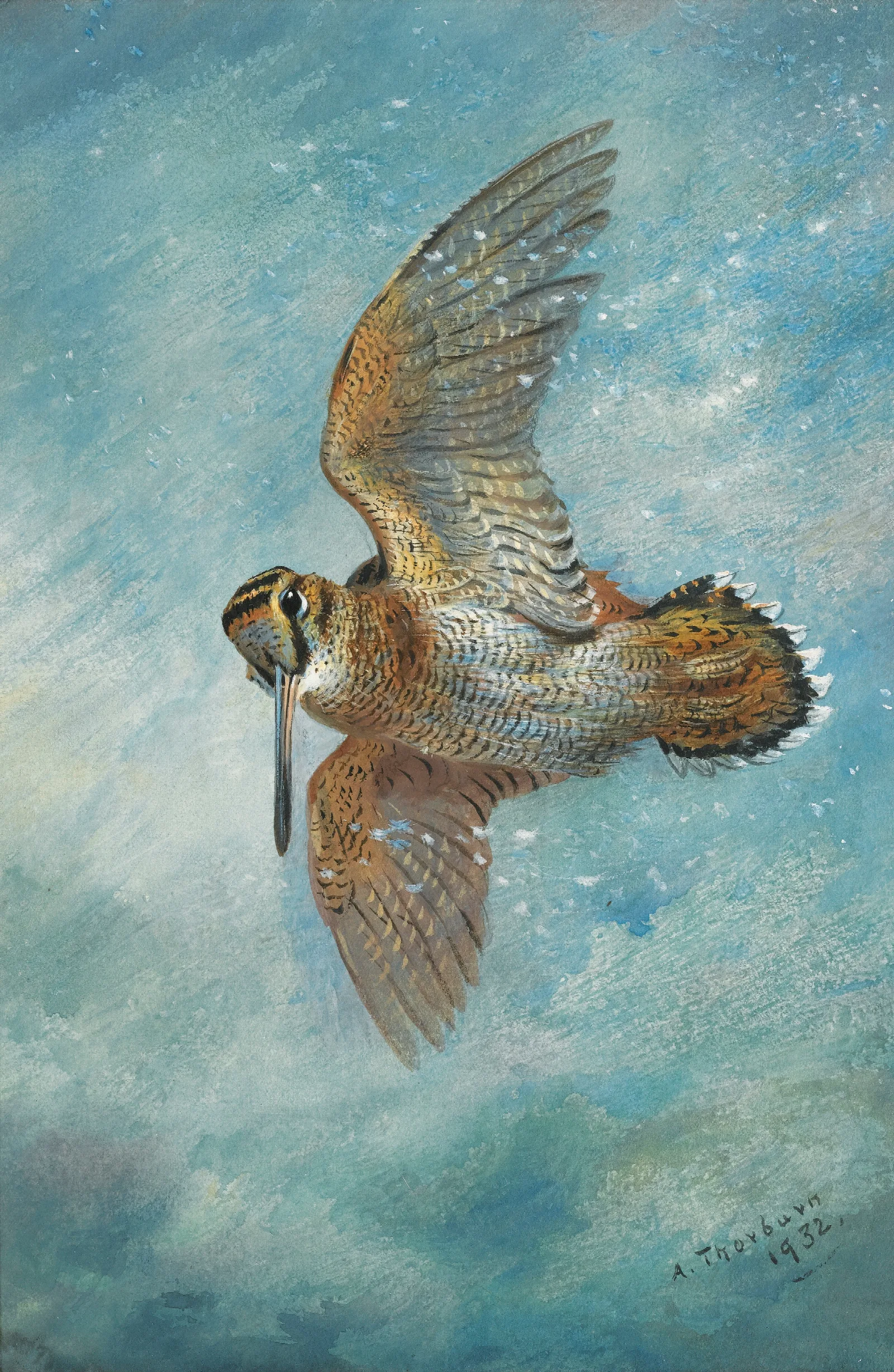 Caught In A Blizzard Woodcock Wall Art by Archibald Thorburn - Canvas Print