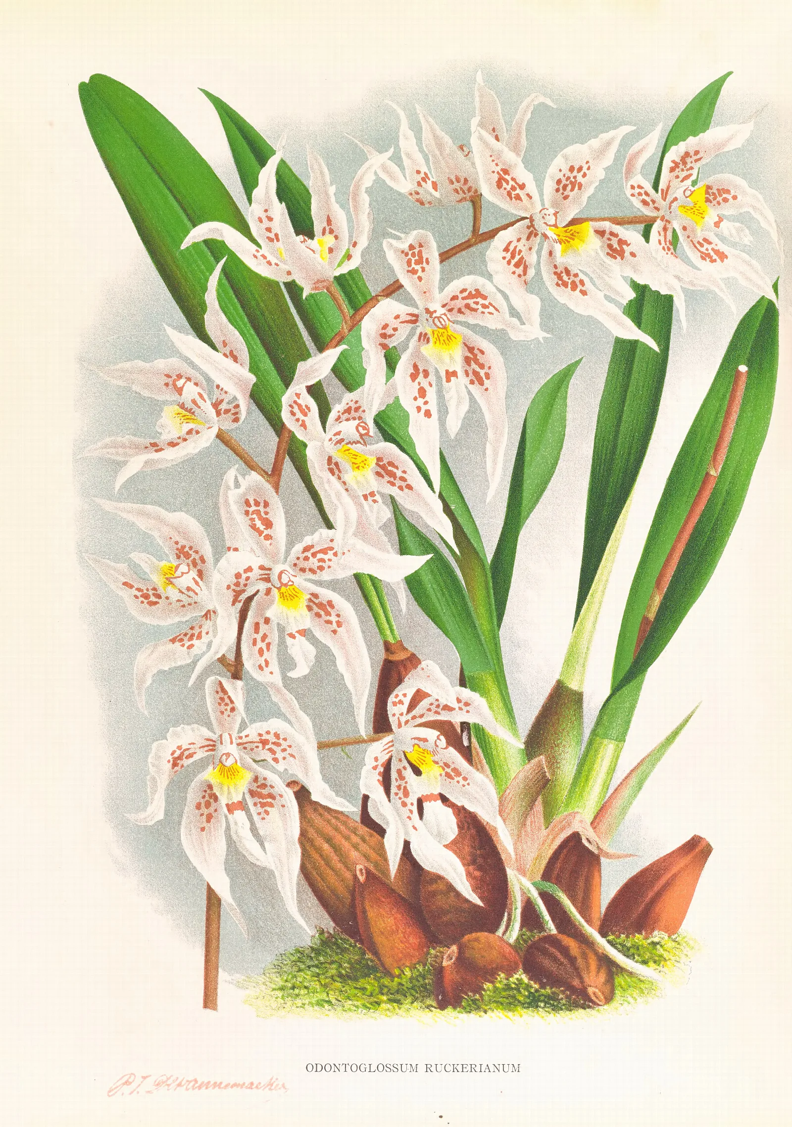 Odontoglossum Ruckerianum Wall Art by Jean Jules Linden - Canvas Print