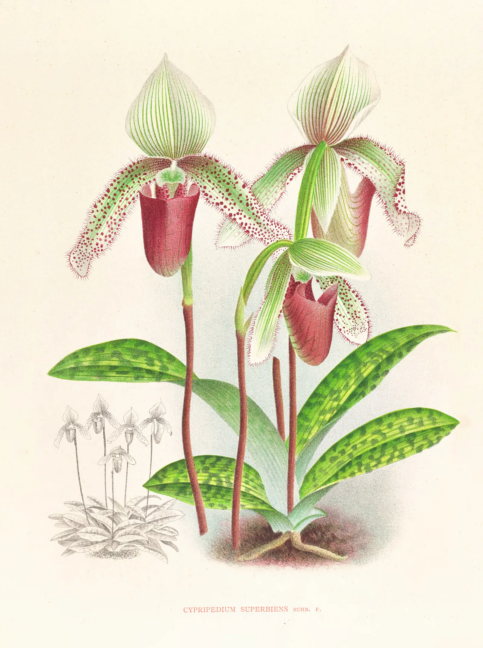 Cypripedium Superbiens Wall Art by Jean Jules Linden - Canvas Print