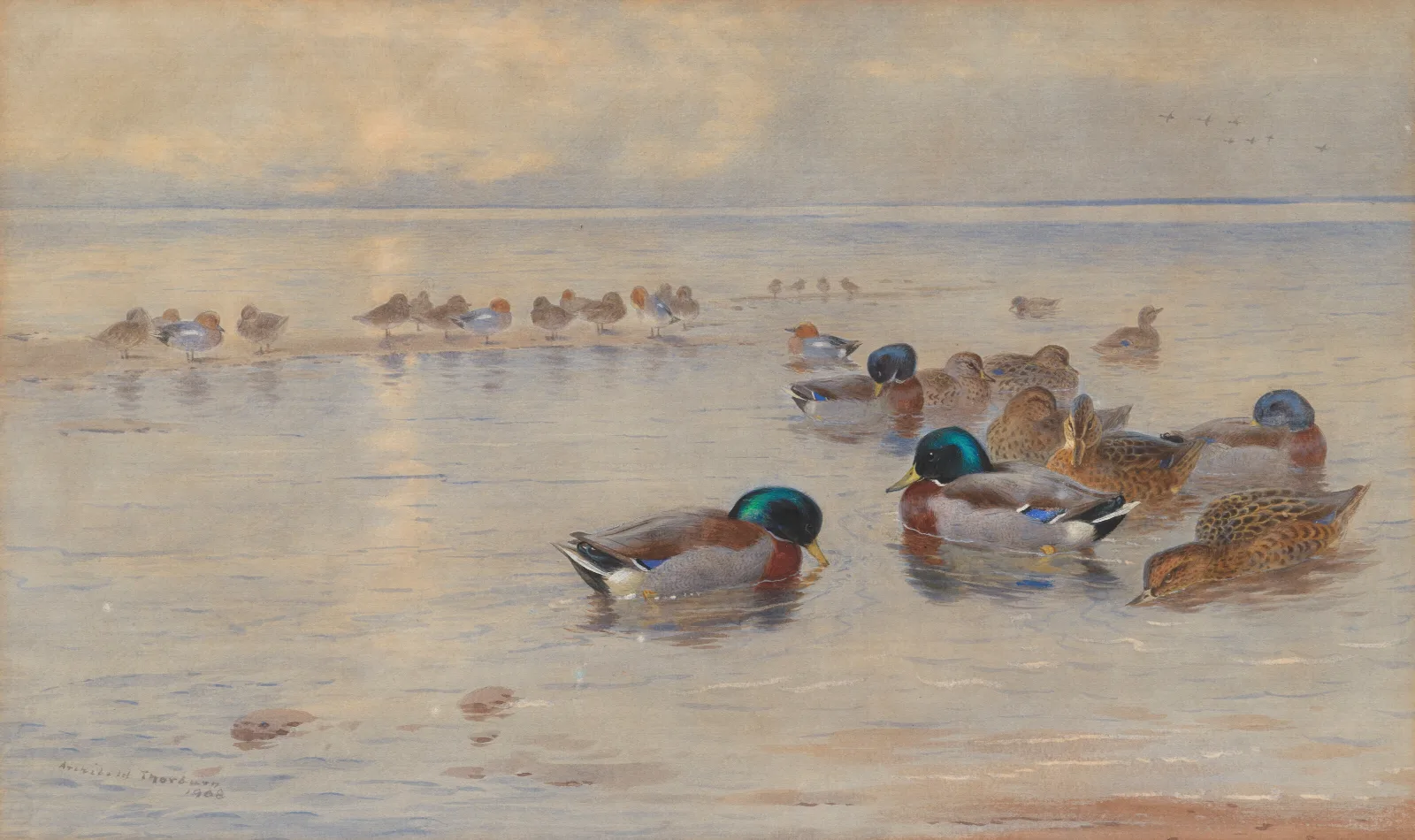 Mallards On A Lake Wall Art by Archibald Thorburn - Canvas Print