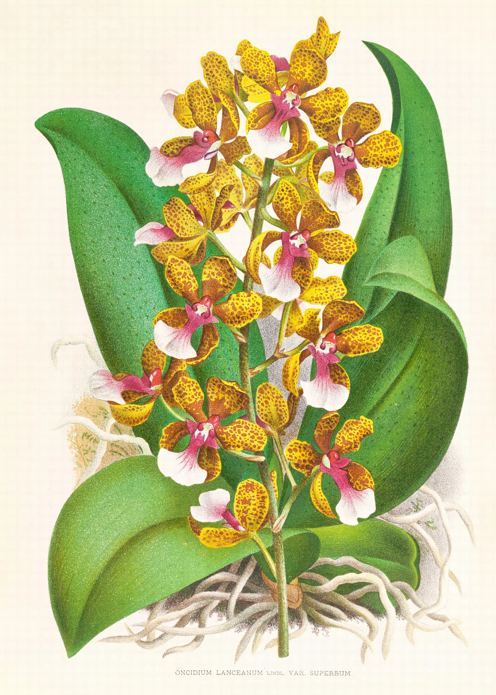 Oncidium Lannceanum Wall Art by Jean Jules Linden - Canvas Print