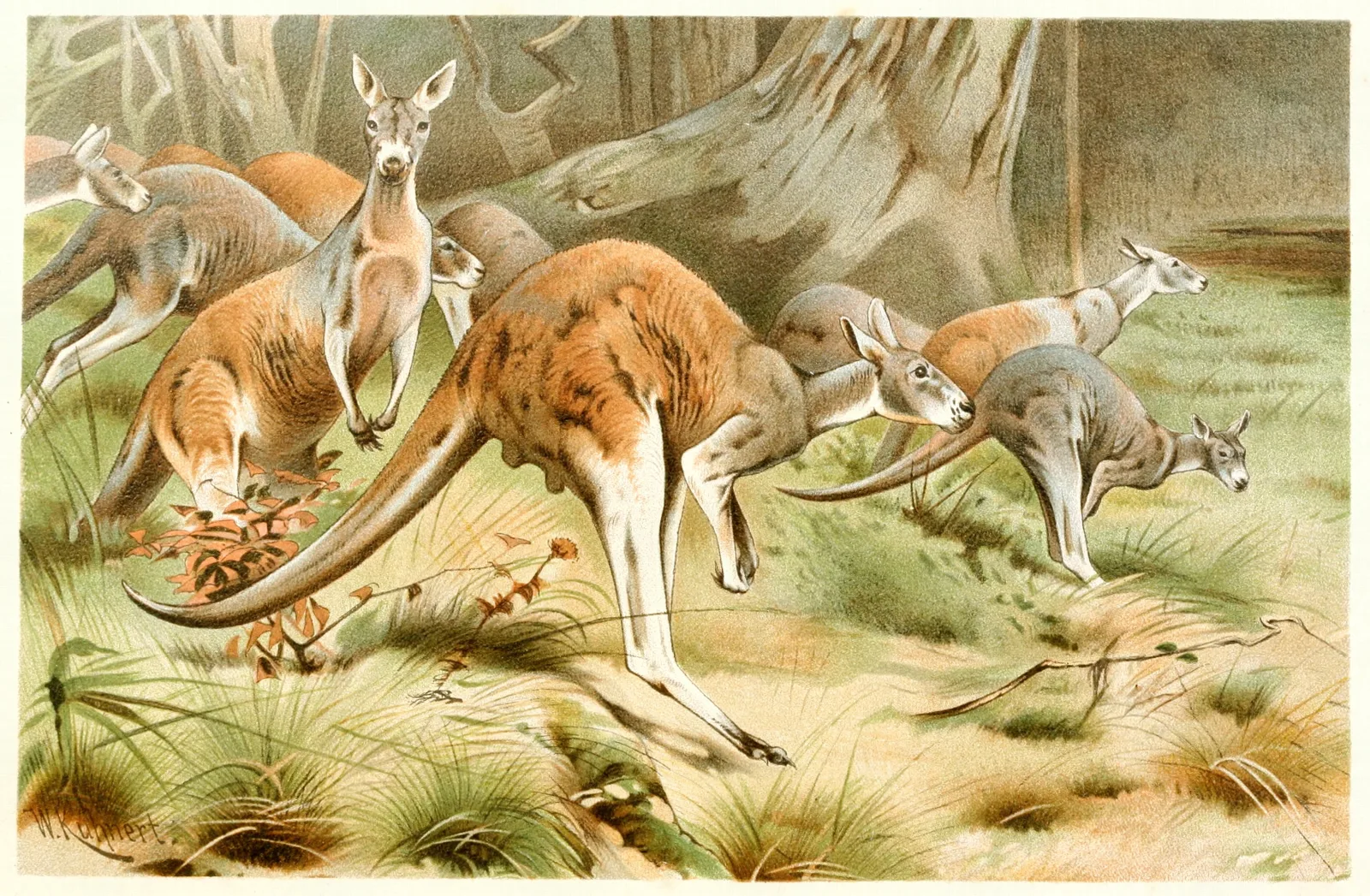 The Red Kangaroo 2 Wall Art by Wilhelm Kuhnert - Canvas Print