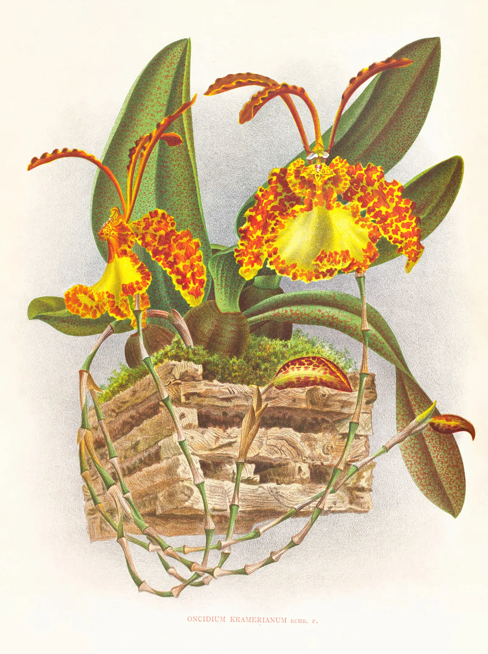Oncidium Kramerianum Wall Art by Jean Jules Linden - Canvas Print