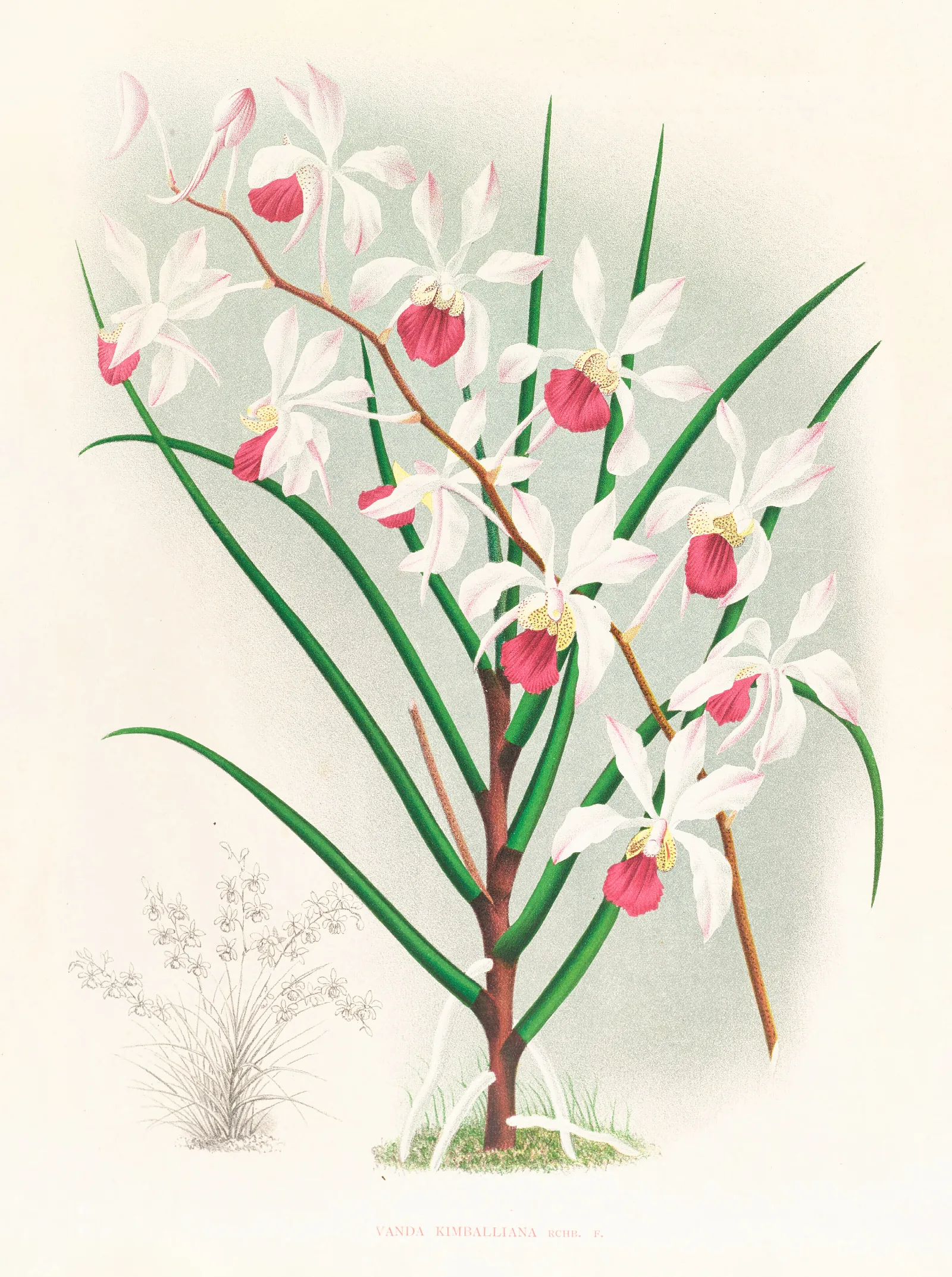 Vanda Kimballiana Wall Art by Jean Jules Linden - Canvas Print