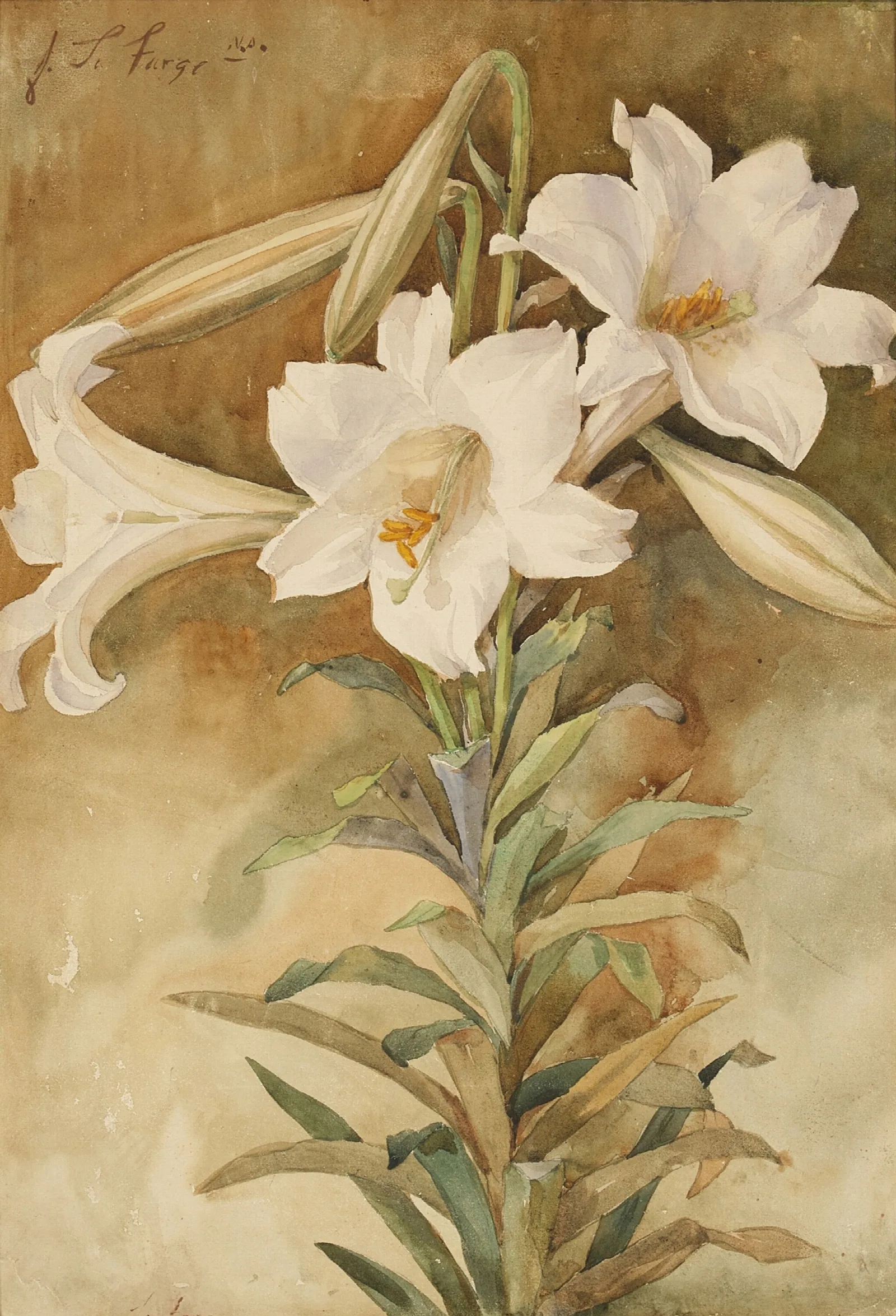 Still Life Of Easter Lilies Wall Art by John La Farge - Canvas Print