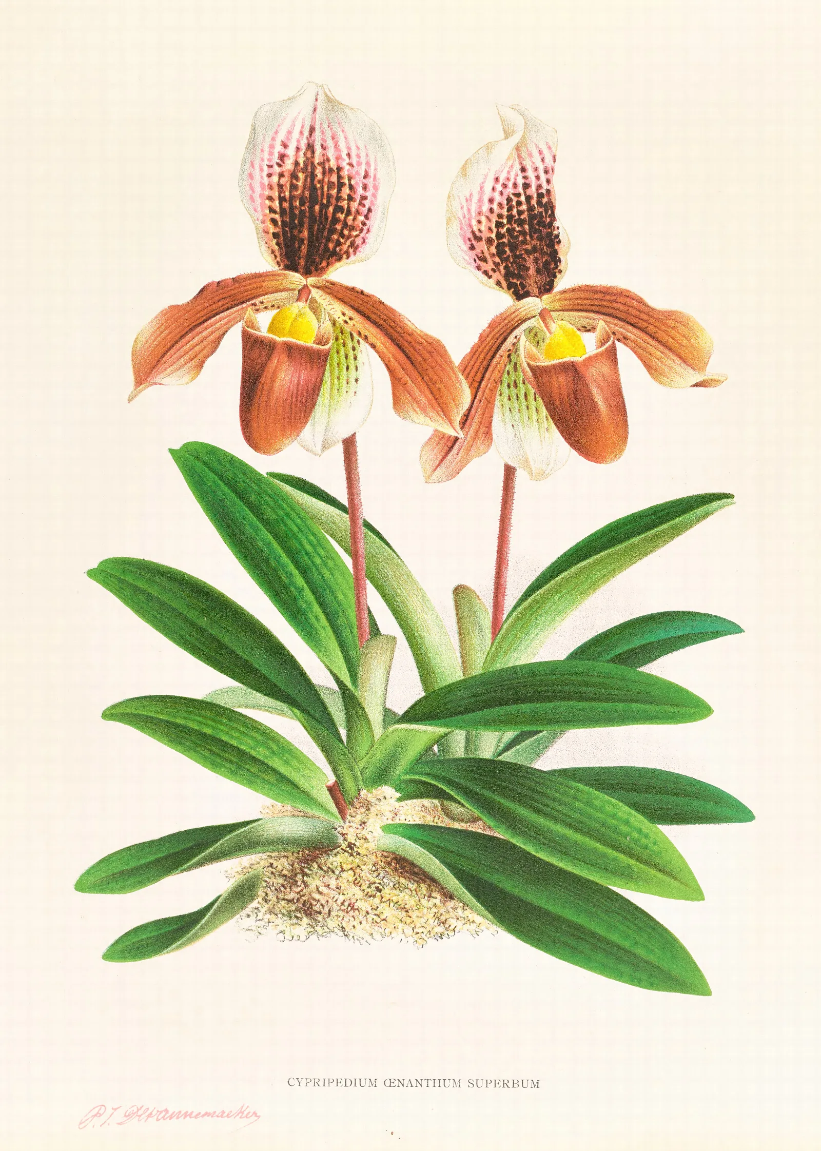 Cypripedium Oenanthum Superbum Wall Art by Jean Jules Linden - Canvas Print