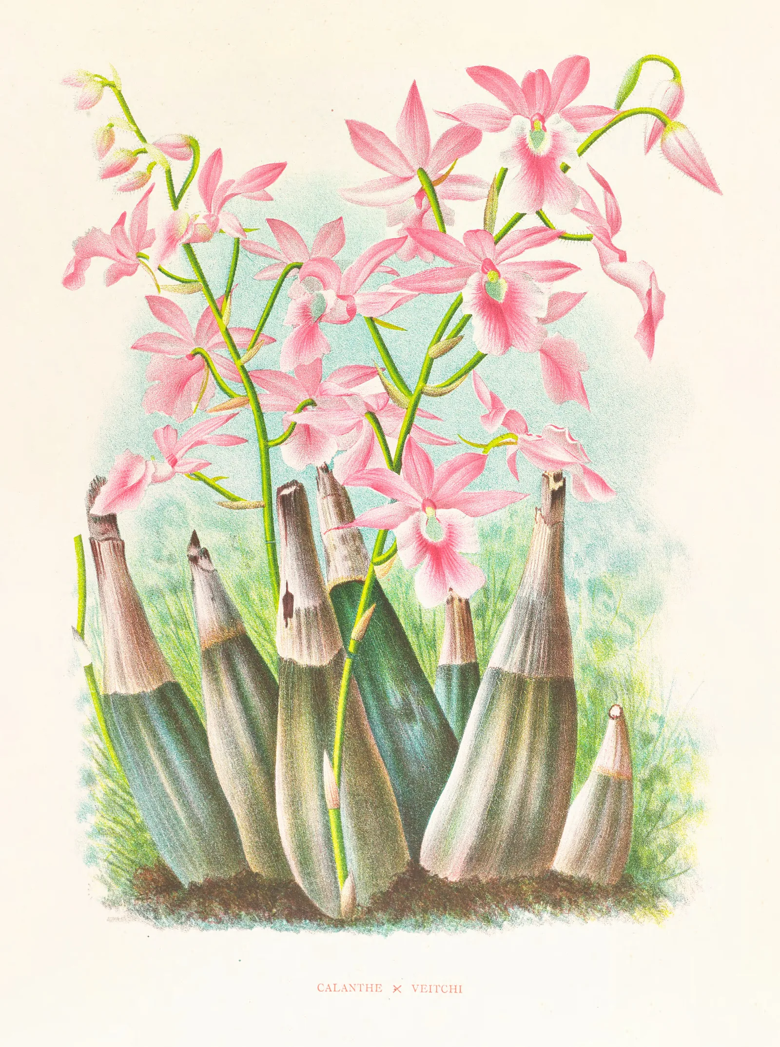 Calanthe Veitchi Wall Art by Jean Jules Linden - Canvas Print