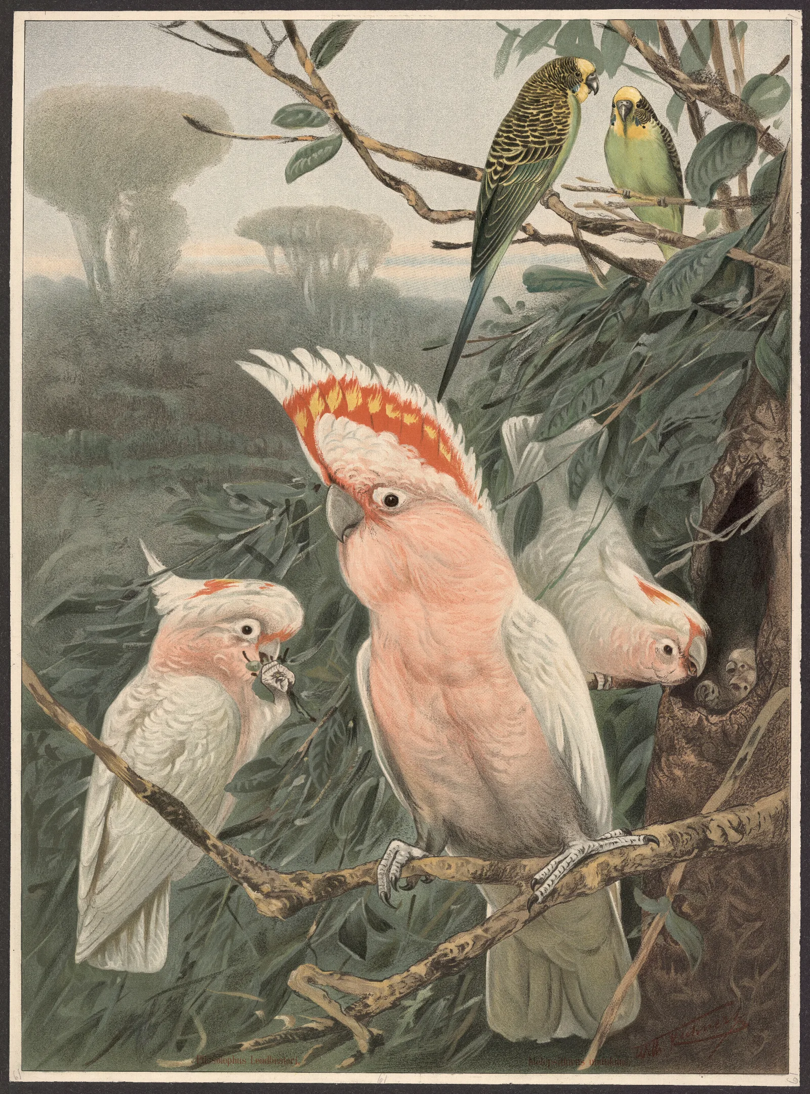 Pink Cockatoo 2 Wall Art by Wilhelm Kuhnert - Canvas Print