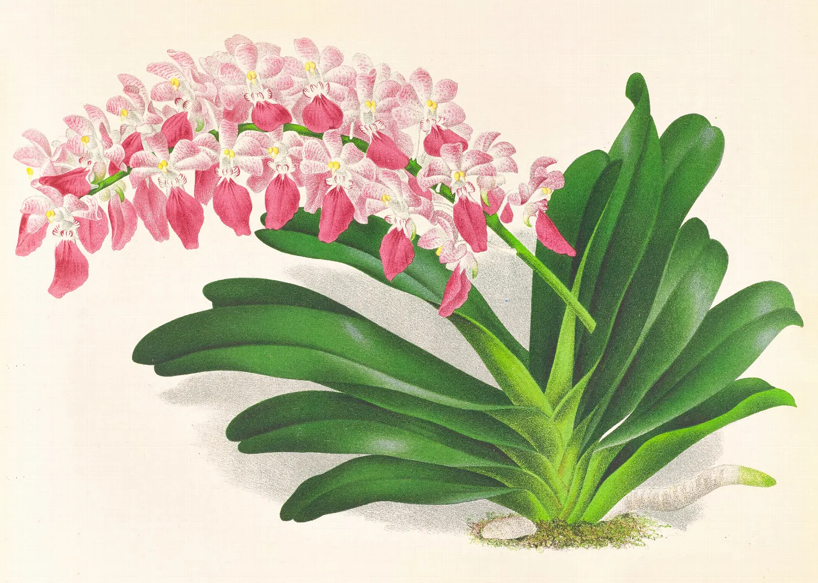 Aerides Maculosum Wall Art by Jean Jules Linden - Canvas Print