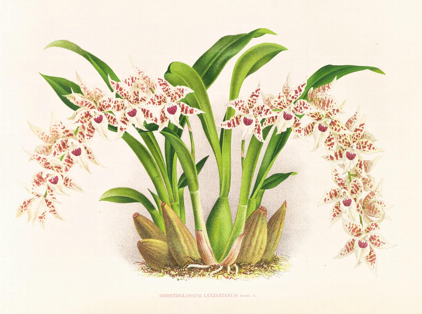 Odontoglossum Lucianianum Wall Art by Jean Jules Linden - Canvas Print