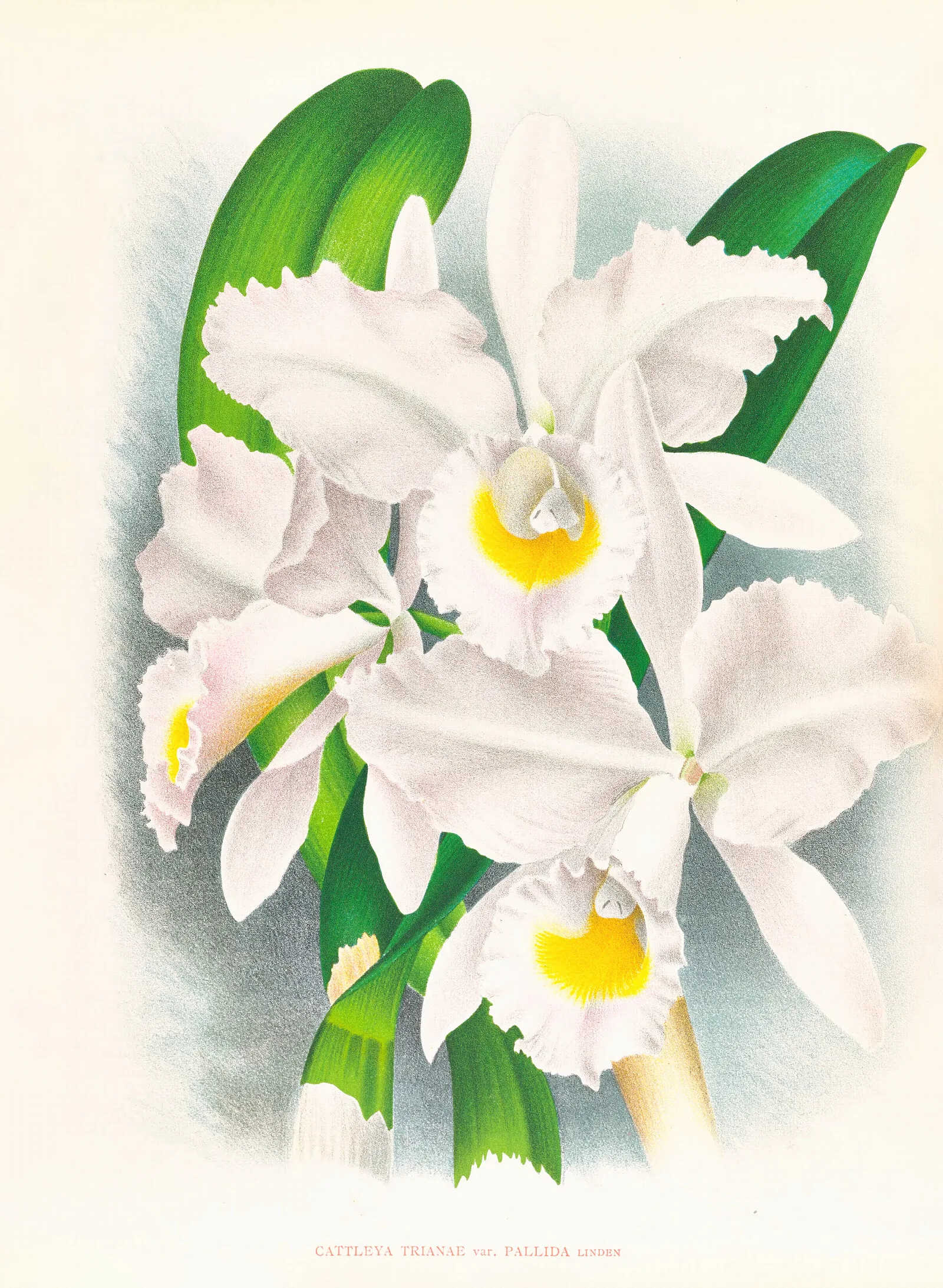 Cattleya Trianae Var Pallida Wall Art by Jean Jules Linden - Canvas Print