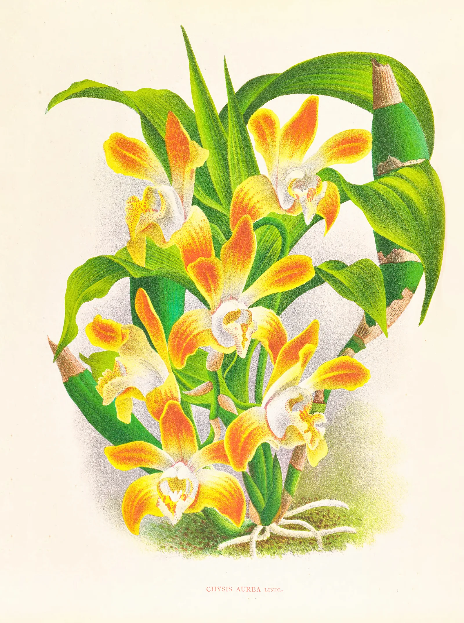 Chysis Aurea Wall Art by Jean Jules Linden - Canvas Print
