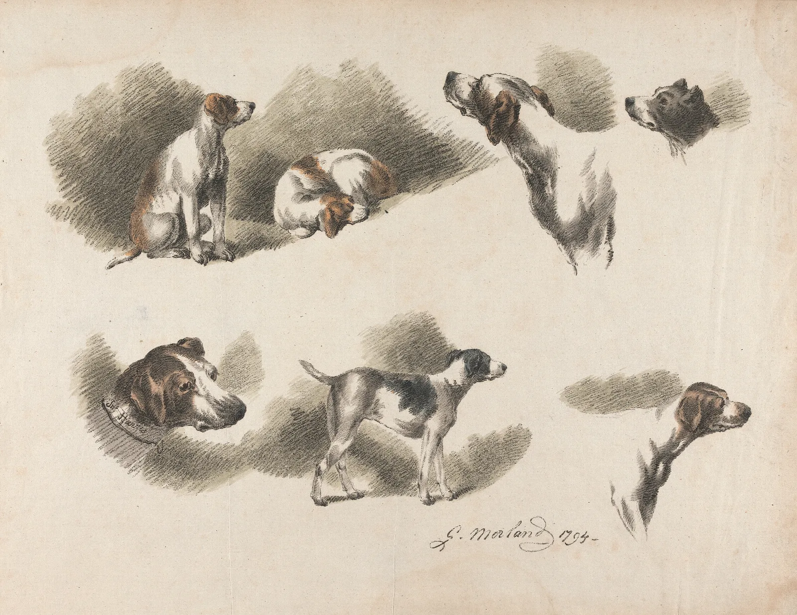 Seven Studies On Hound Wall Art by George Morland - Canvas Print