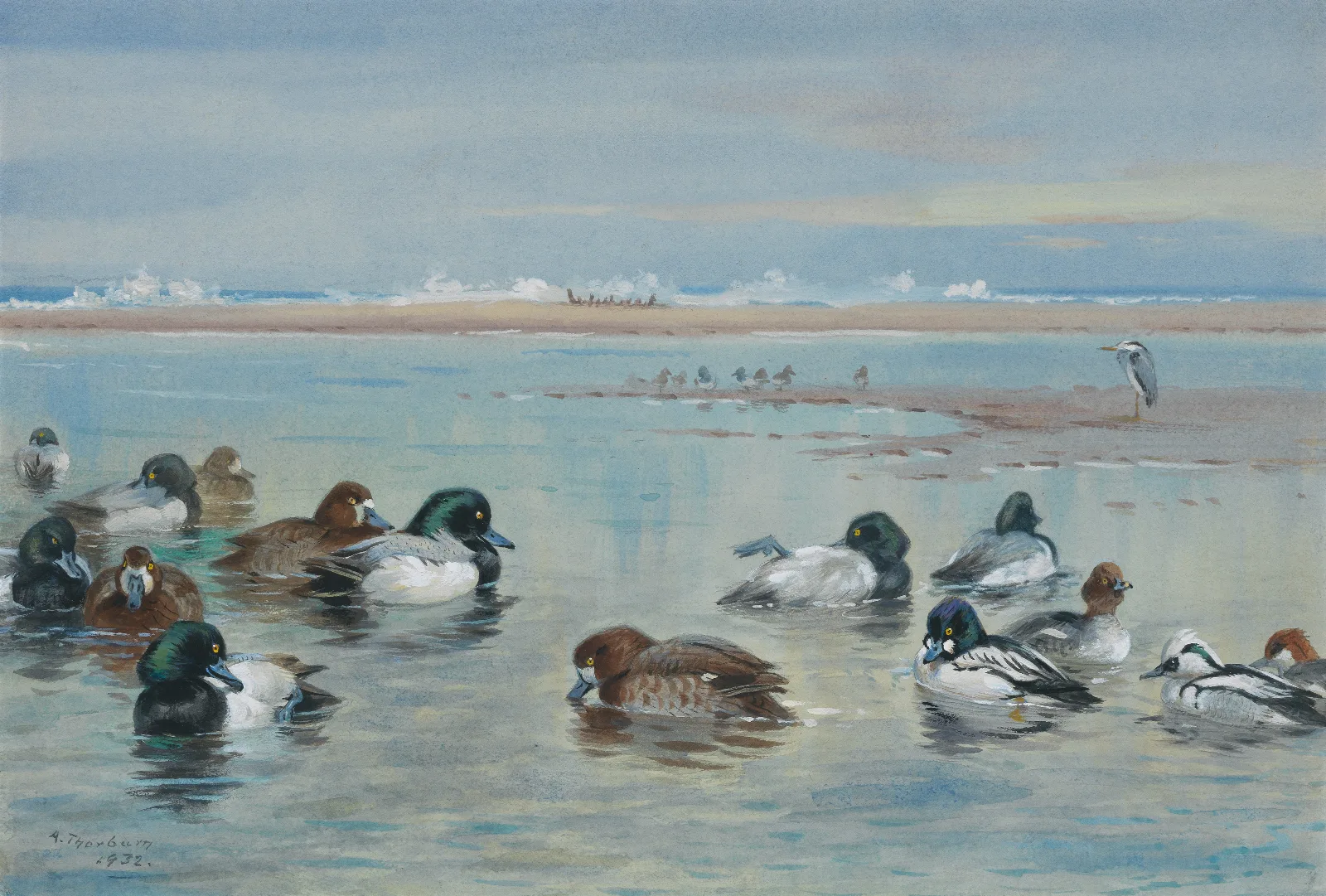Scaup Golden Eye And Smew Wall Art by Archibald Thorburn - Canvas Print