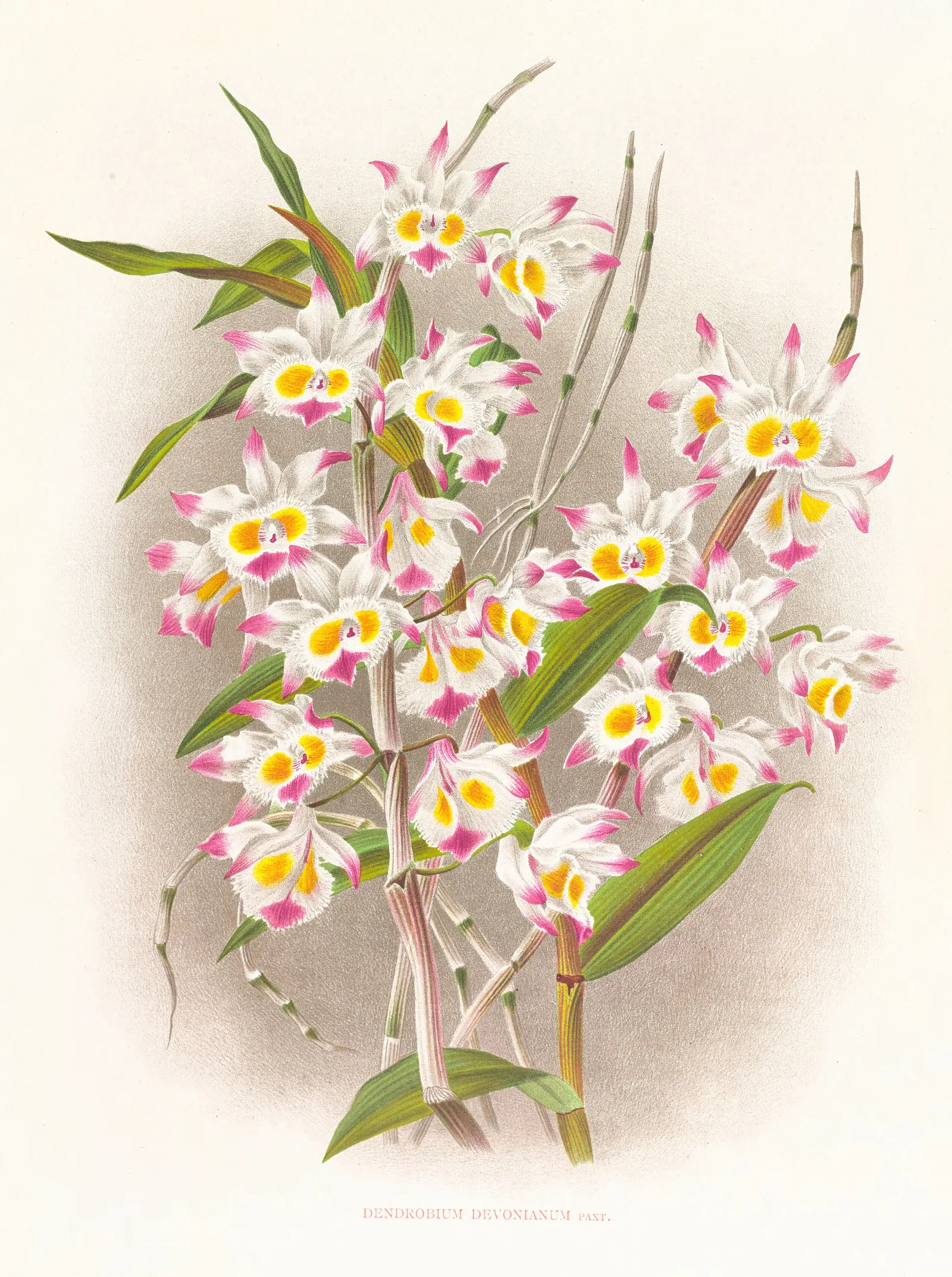 Dendrobium Devonianum 2 Wall Art by Jean Jules Linden - Canvas Print
