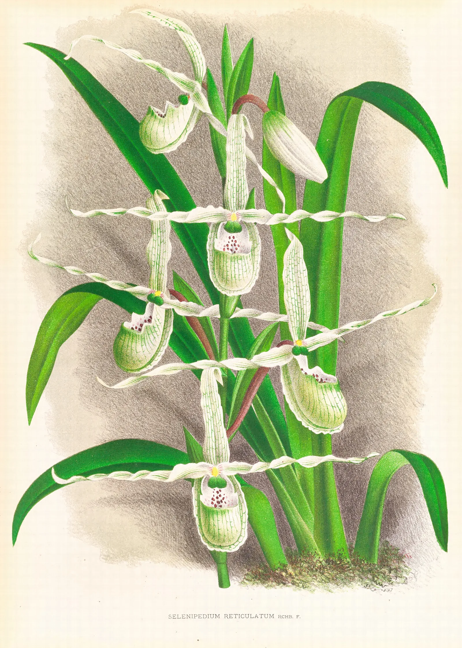 Selenipedium Reticulatum Wall Art by Jean Jules Linden - Canvas Print