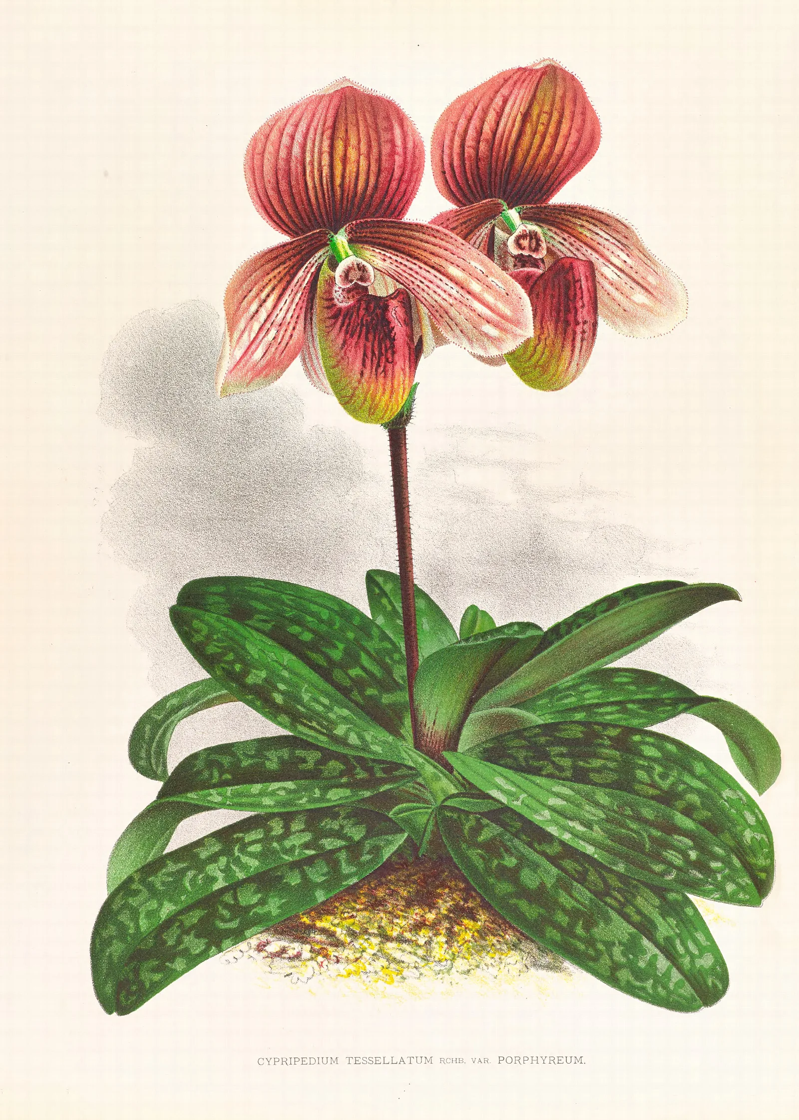 Cypripedium Tessellatum Wall Art by Jean Jules Linden - Canvas Print