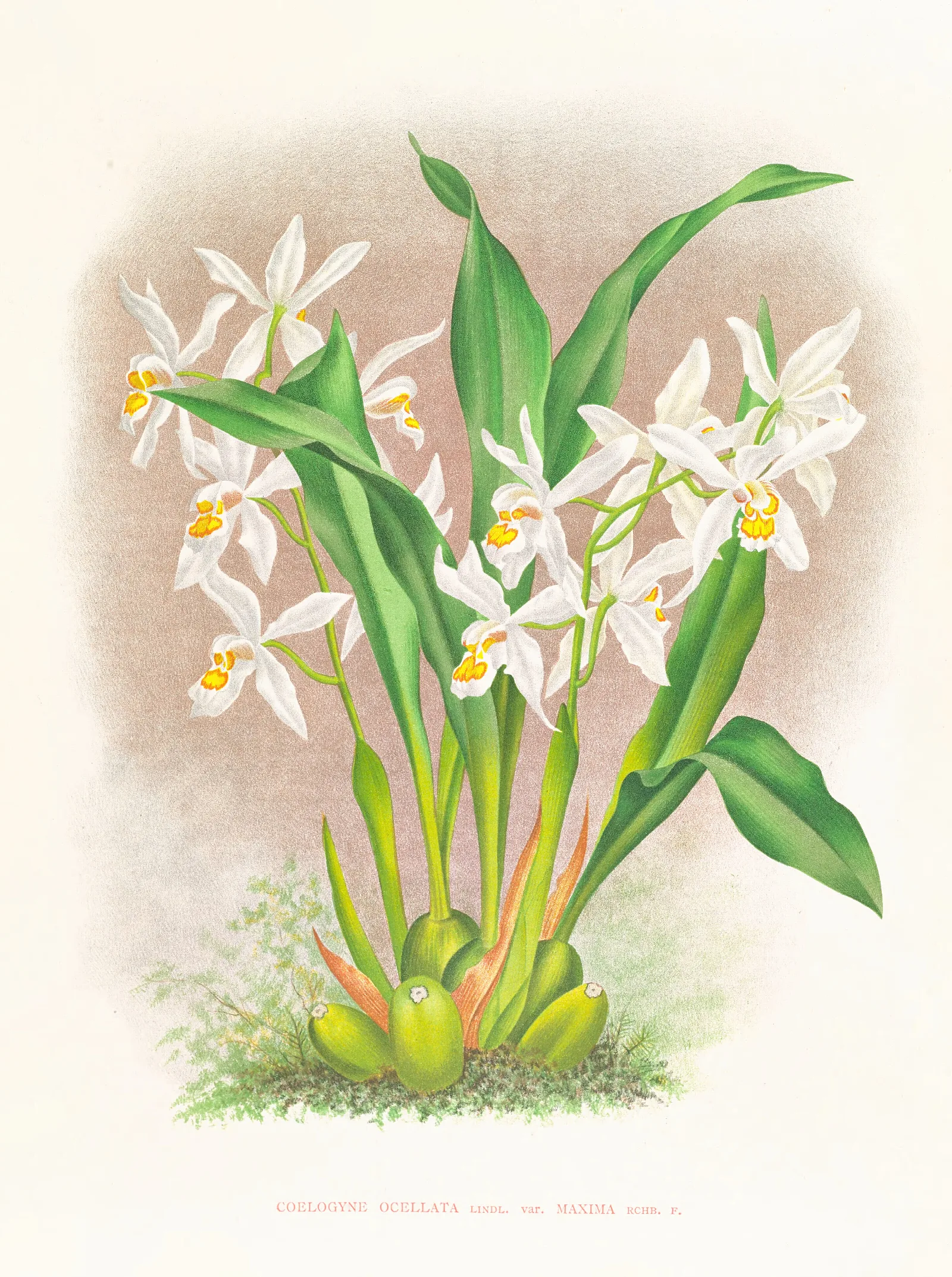 Coelogyne Ocellata Wall Art by Jean Jules Linden - Canvas Print