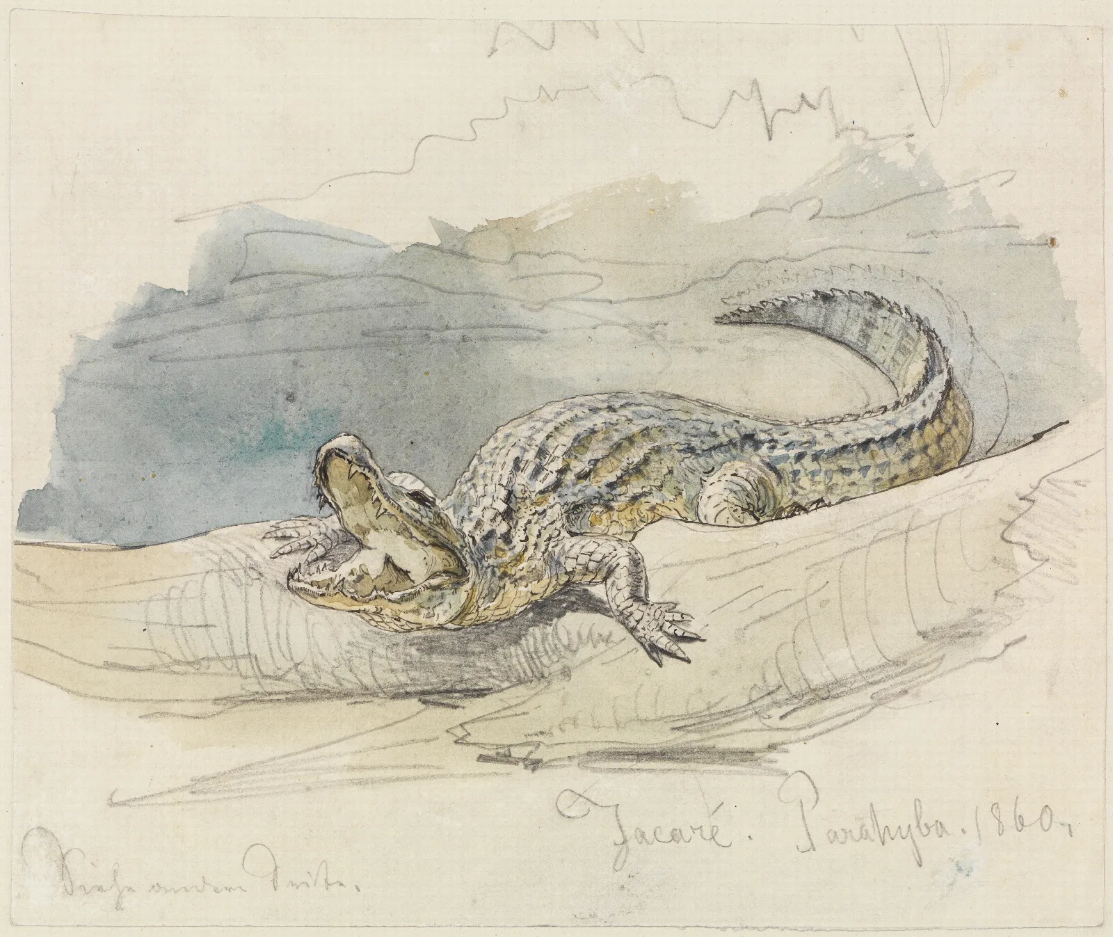 Studie Eines Alligators Wall Art by Ferdinand Keller - Canvas Print