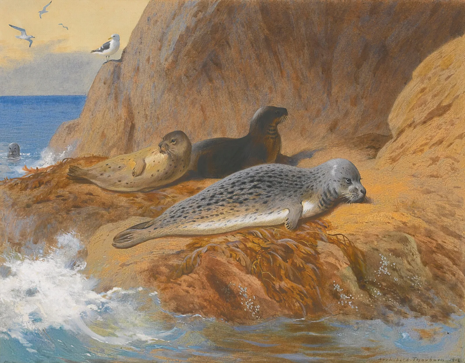 Grey And Harbour Seals At Rest Wall Art by Archibald Thorburn - Canvas Print