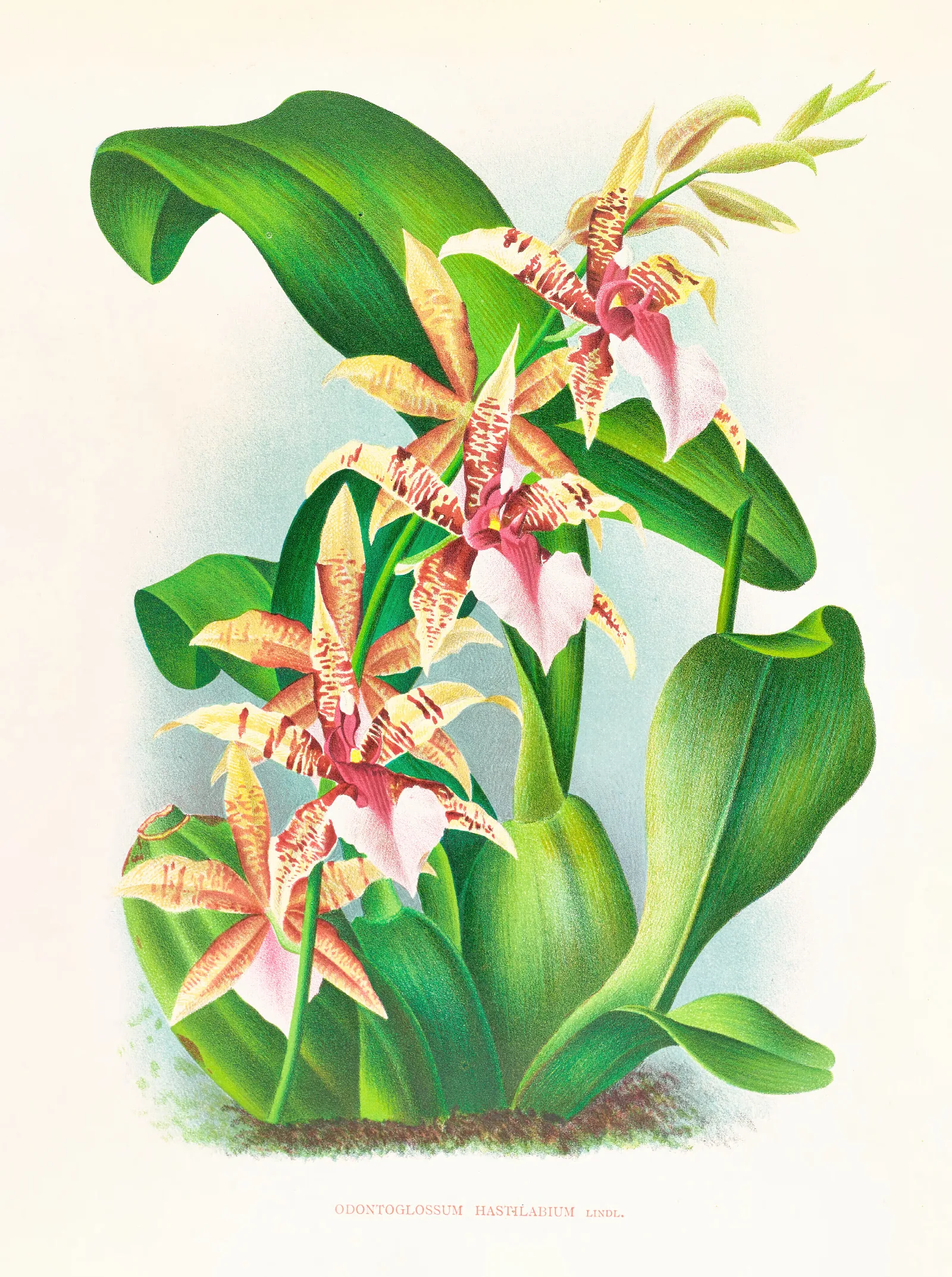 Odontoglossum Hastilabium Wall Art by Jean Jules Linden - Canvas Print