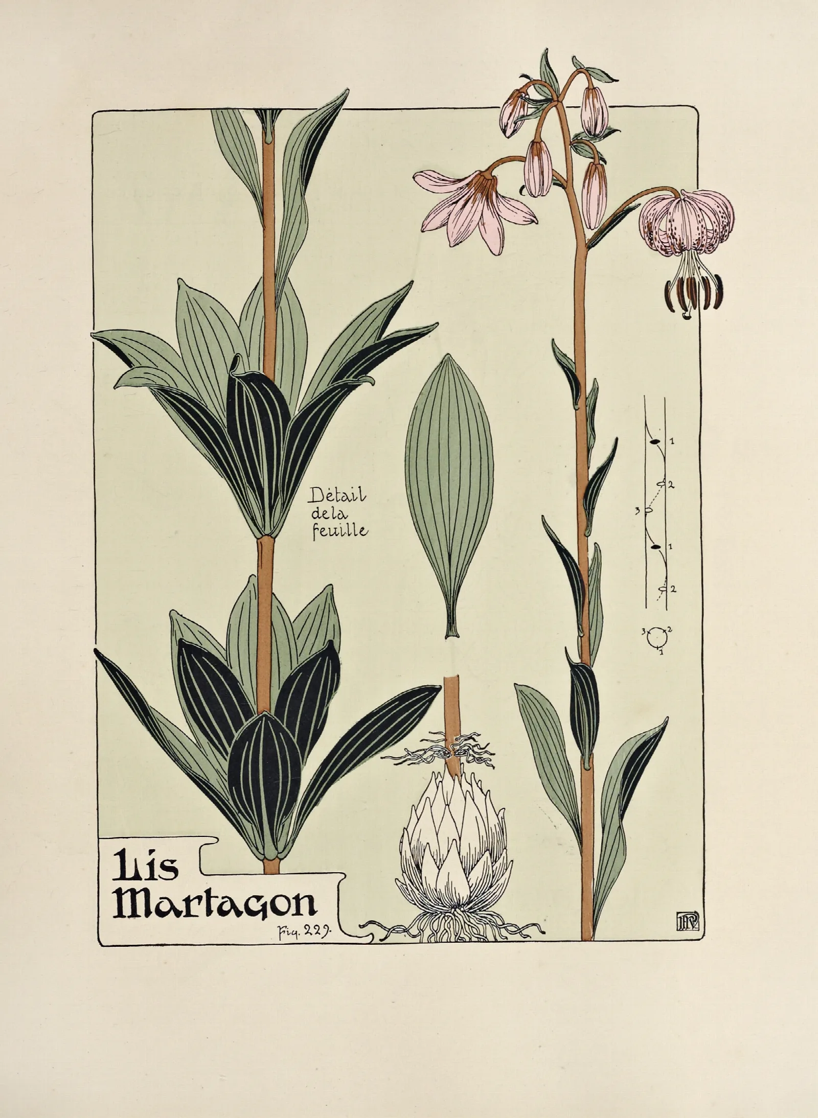 Lis Martagon Wall Art by Maurice Pillard Verneuil - Canvas Print