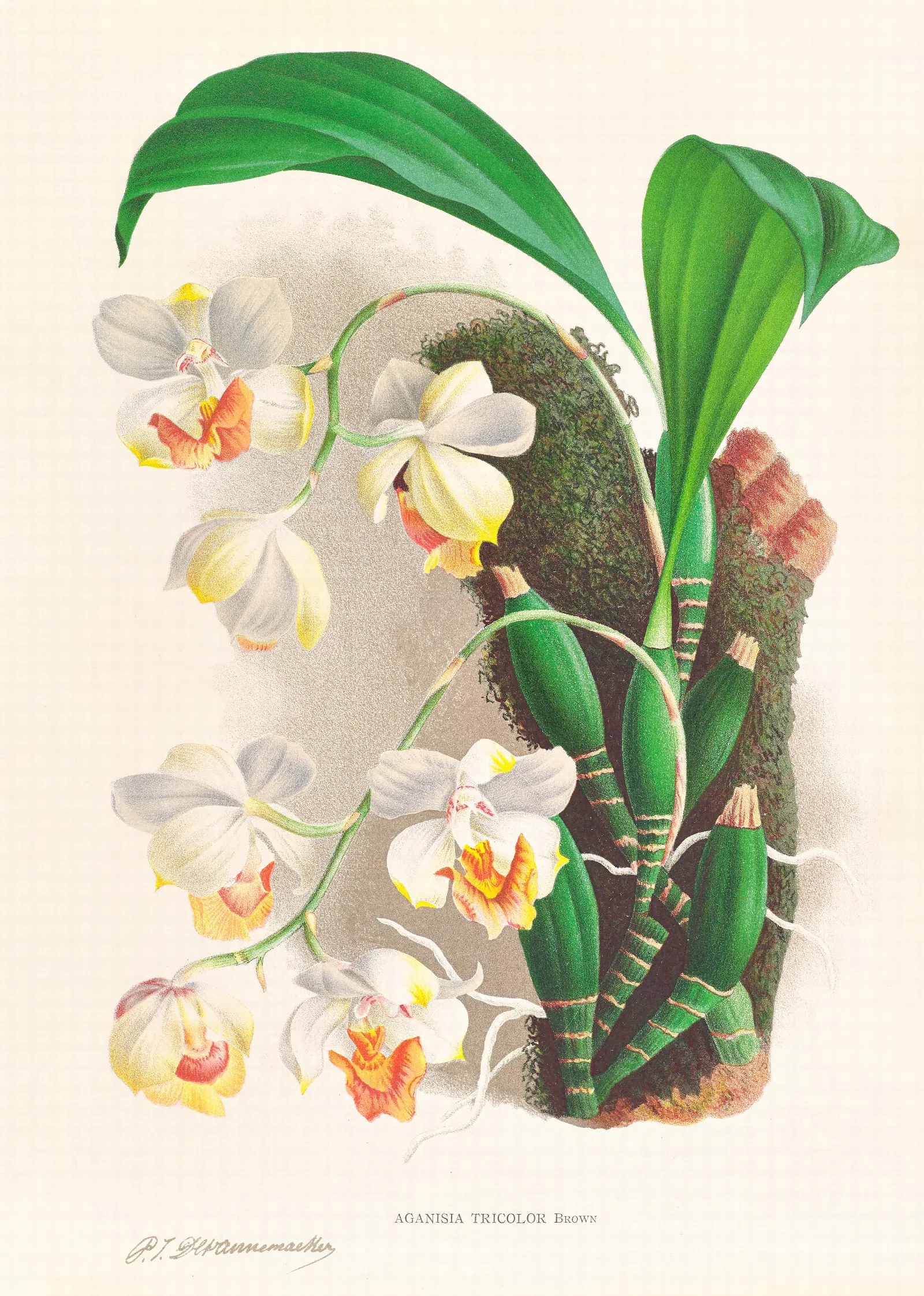 Aganisia Tricolor Wall Art by Jean Jules Linden - Canvas Print