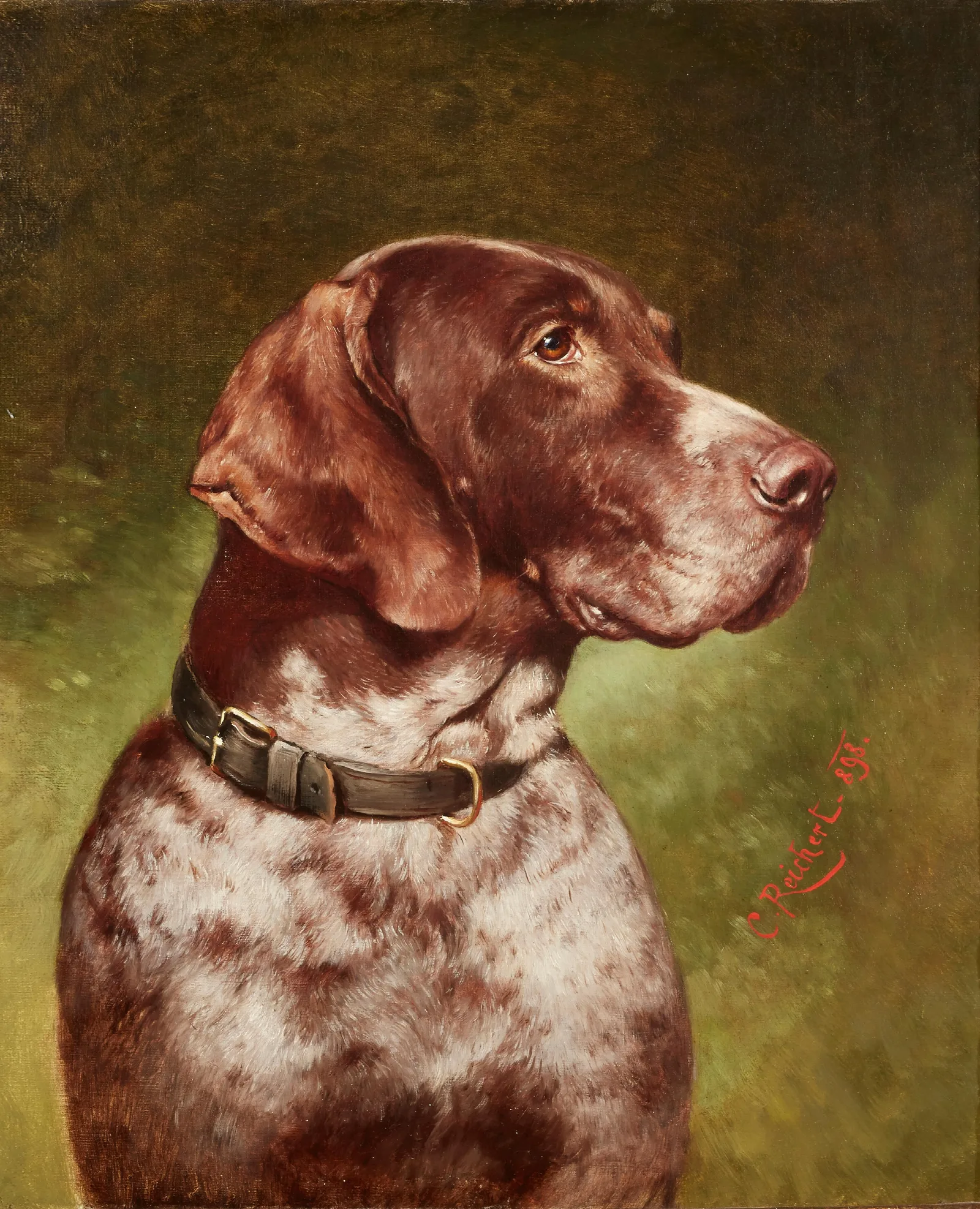 Head Of A German Shorthaired Pointer Wall Art by Carl Reichert - Canvas Print