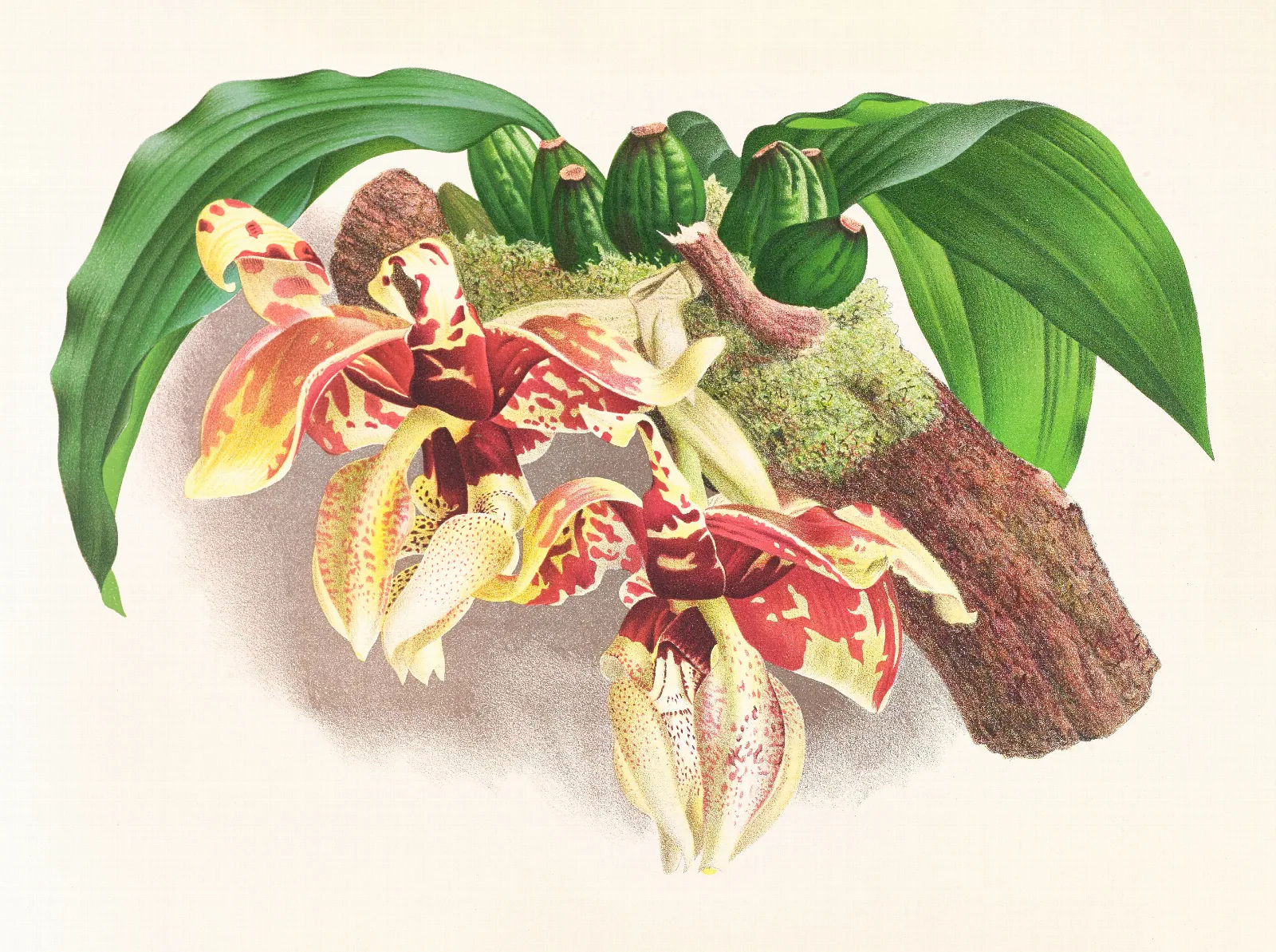 Stanhopea Tigrina 2 Wall Art by Jean Jules Linden - Canvas Print