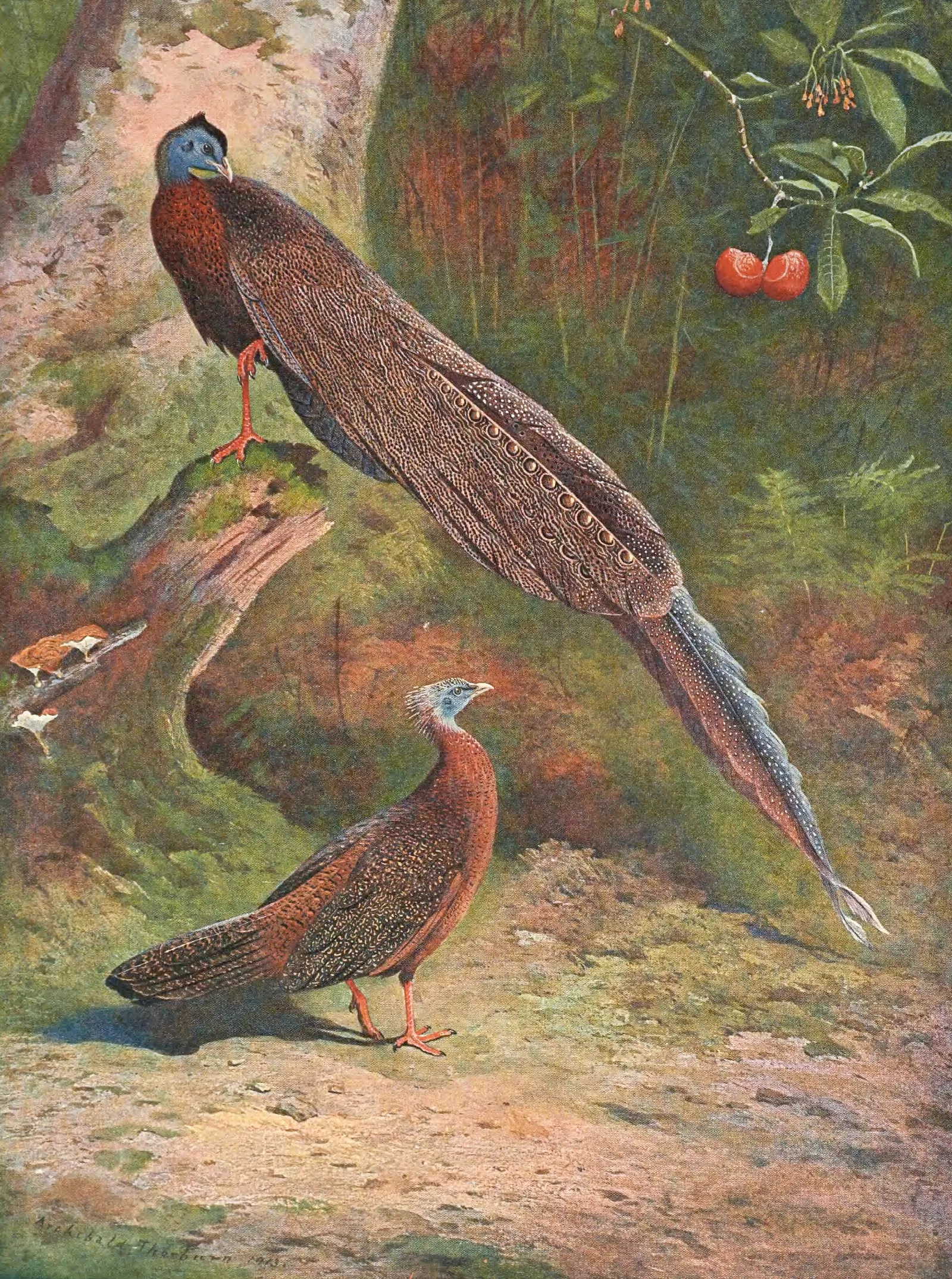 Malay Argus Pheasant Wall Art by Archibald Thorburn - Canvas Print