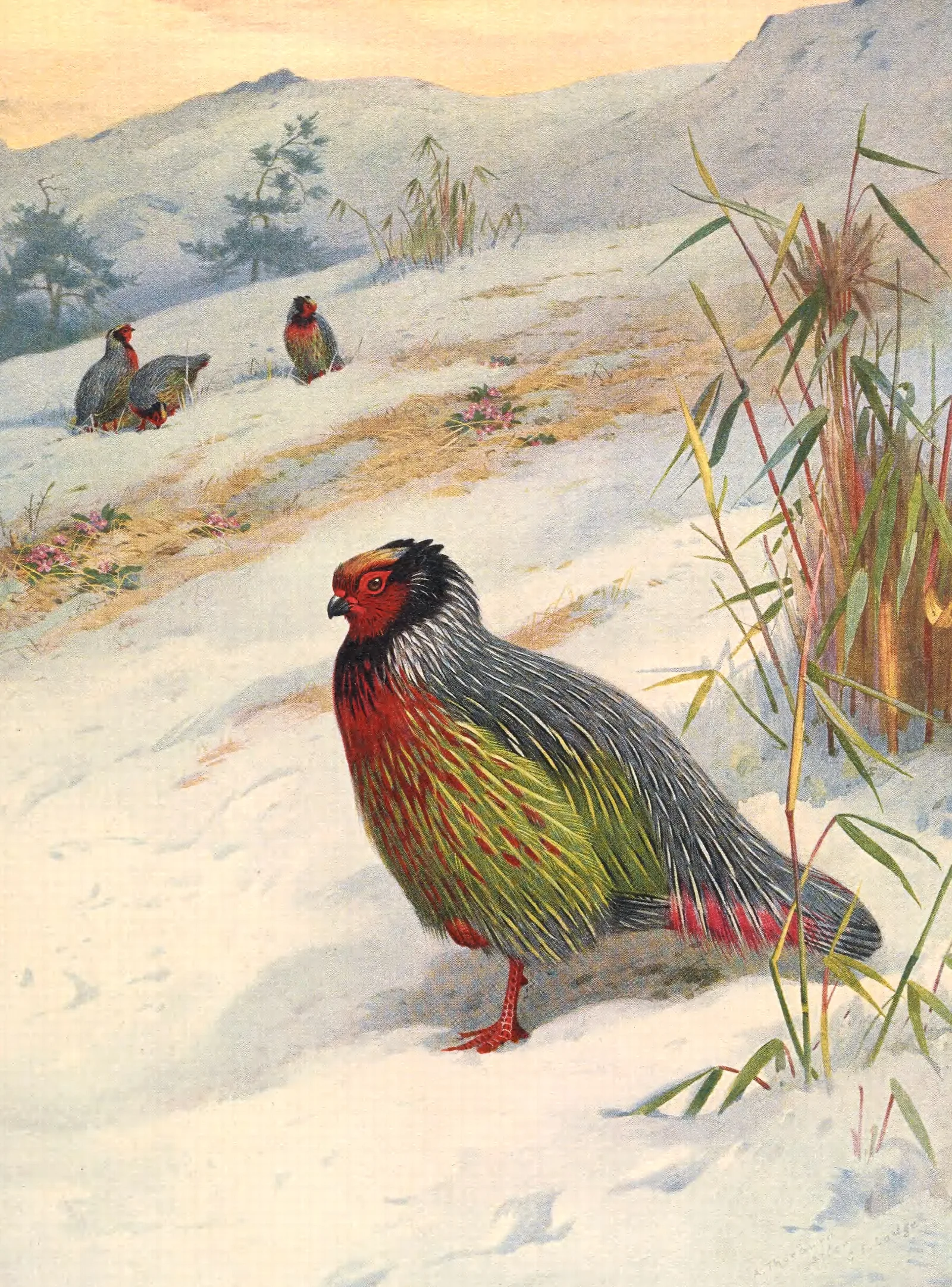 Kusers Blood Partridge Wall Art by Archibald Thorburn - Canvas Print