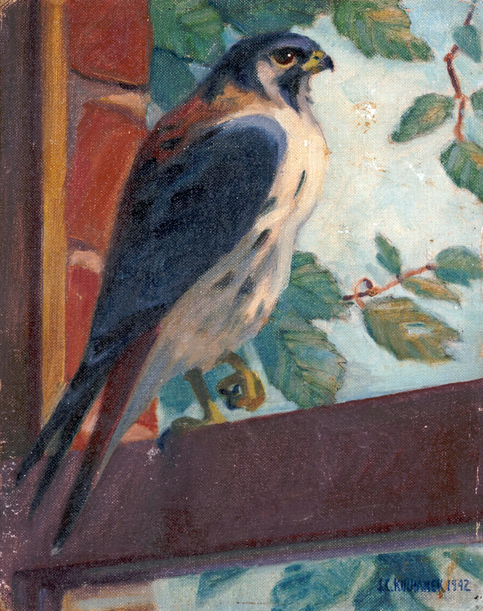 American Kestrel Wall Art by James C. Kulhanek - Canvas Print