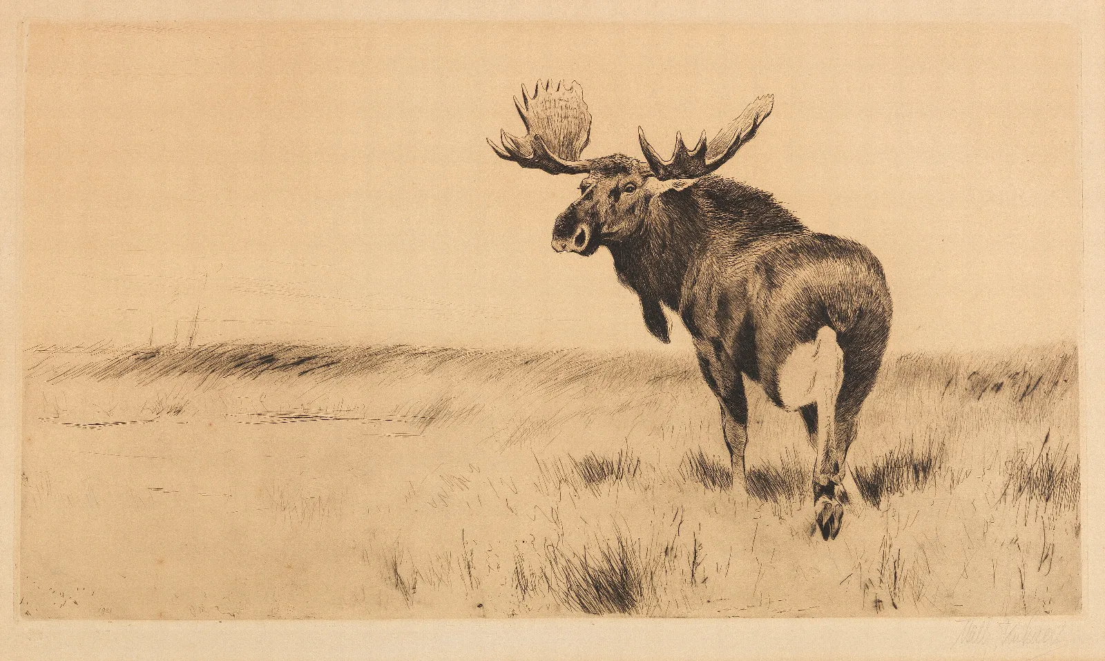 Elk 2 Wall Art by Wilhelm Kuhnert - Canvas Print