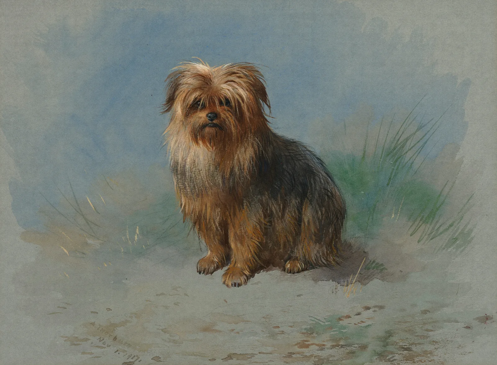 A Norfolk Terrier Wall Art by Archibald Thorburn - Canvas Print
