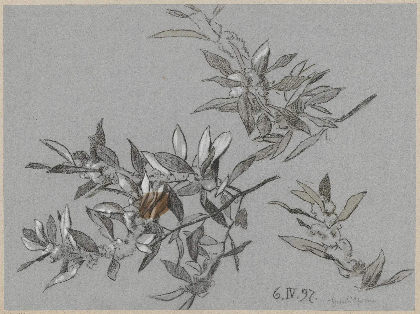 Study Of Blooming Branches Wall Art by Hans Thoma - Canvas Print