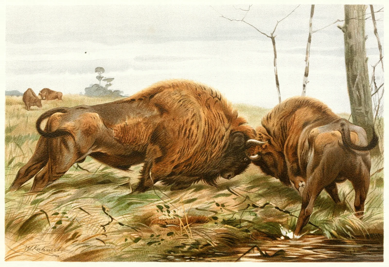 The European Bison Wall Art by Wilhelm Kuhnert - Canvas Print