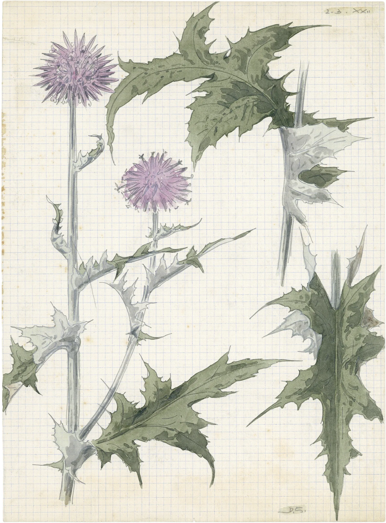 Distel 2de Soort 5 Wall Art by Alfred Ost - Canvas Print