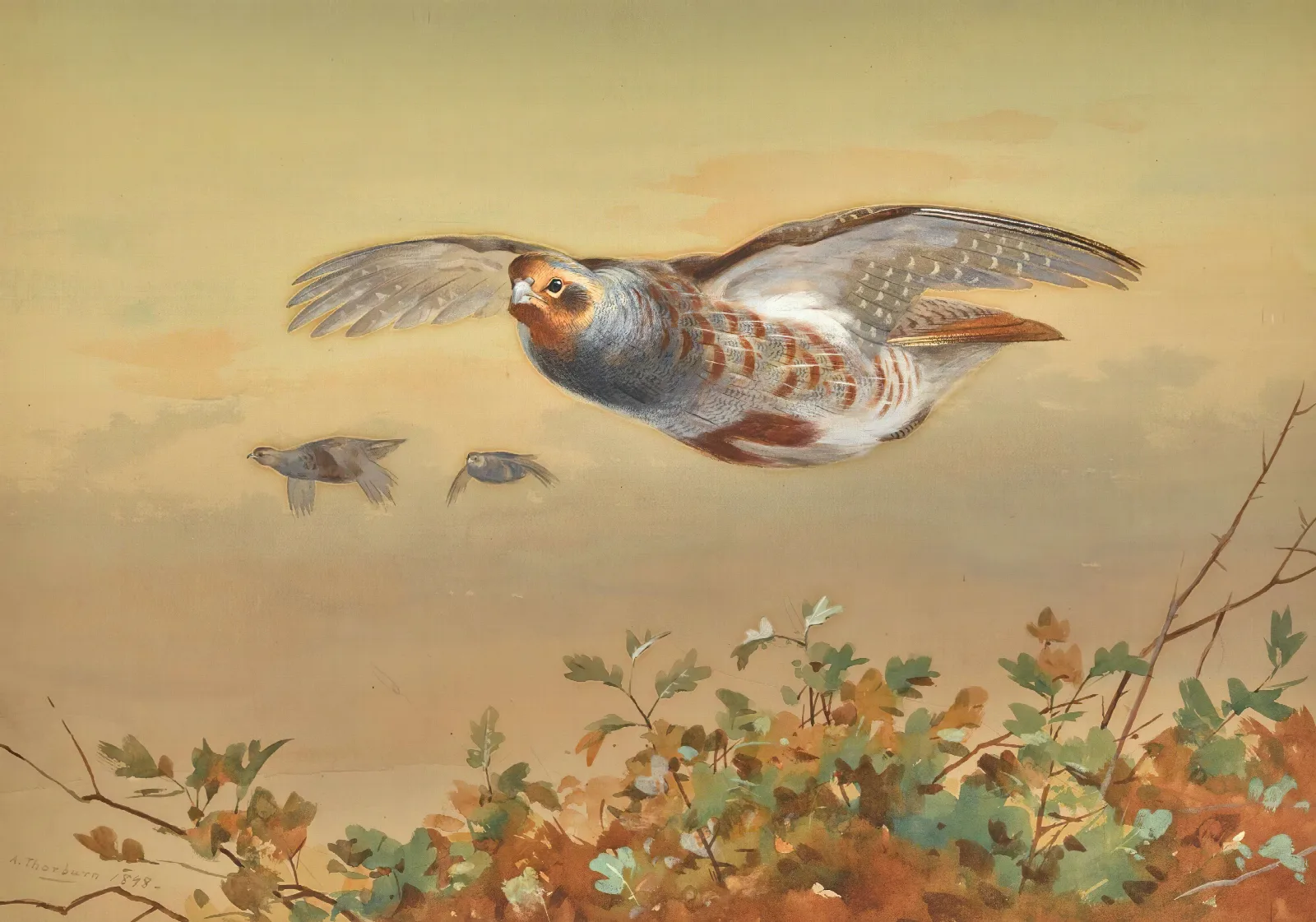 Partridge In Flight Wall Art by Archibald Thorburn - Canvas Print