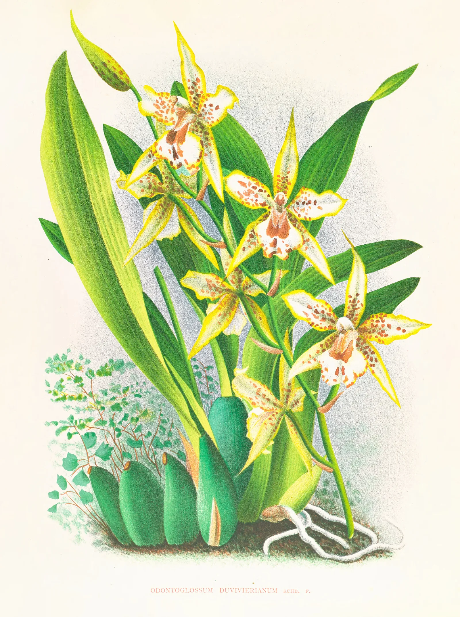 Odontoglossum Duvivierianum Wall Art by Jean Jules Linden - Canvas Print