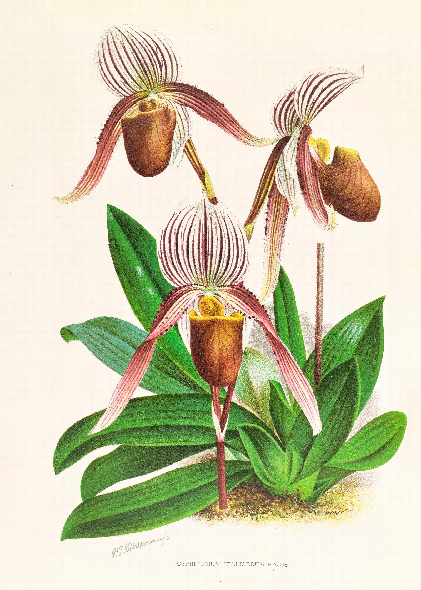 Cypripedium Selligerum Majus Wall Art by Jean Jules Linden - Canvas Print