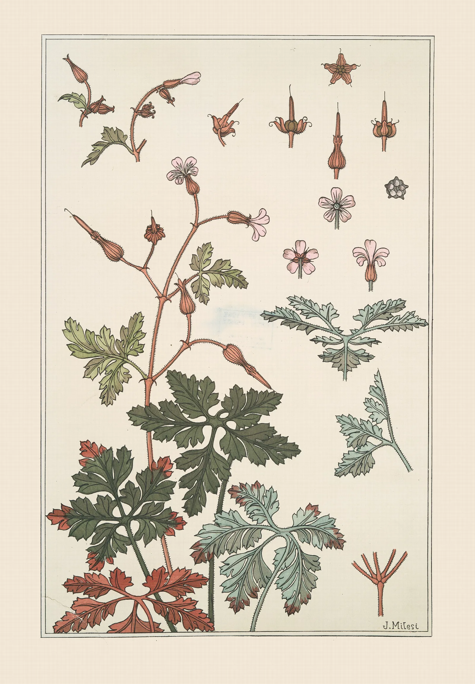 Geranium Sauvage Wall Art by Maurice Pillard Verneuil - Canvas Print