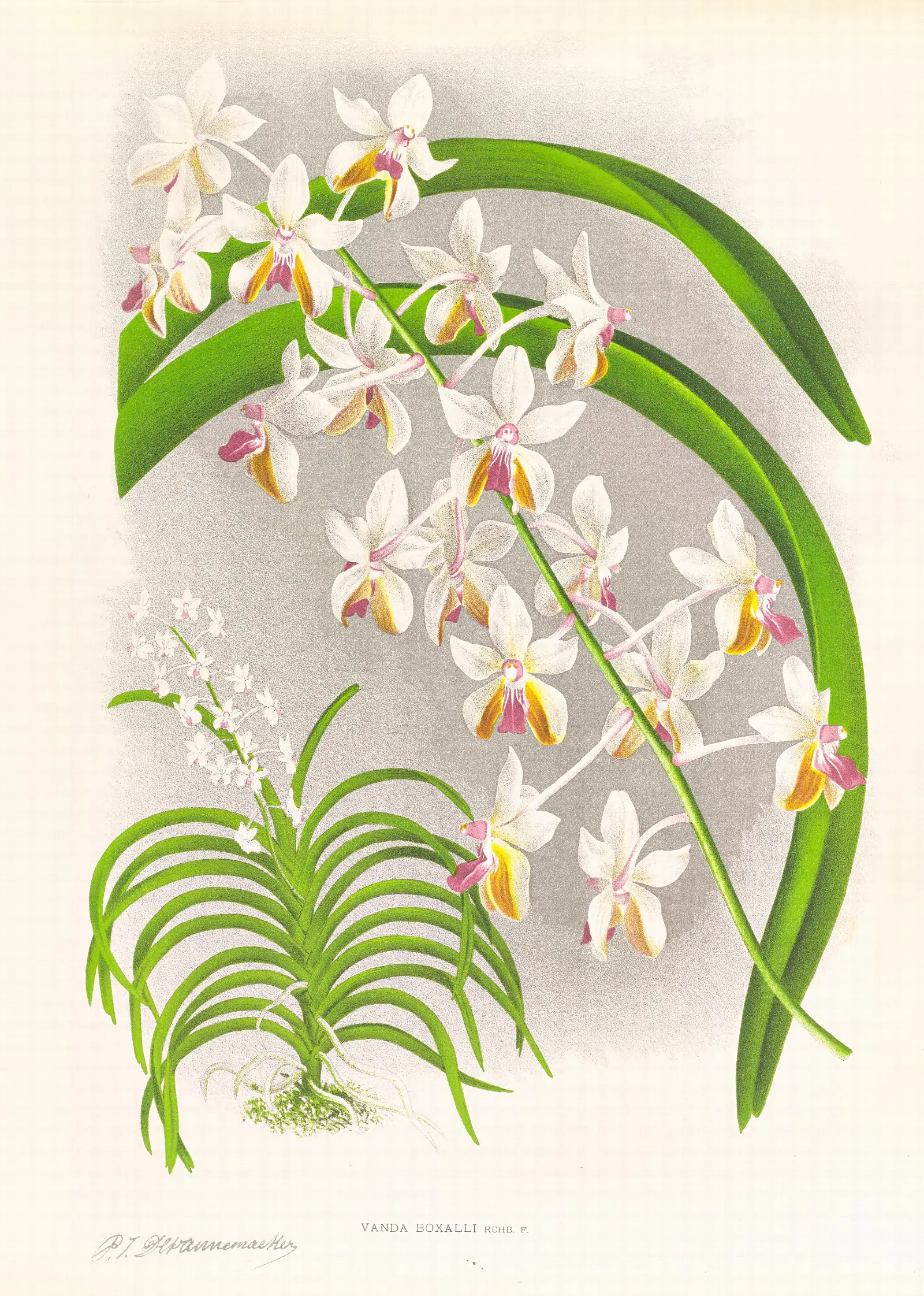 Vanda Boxalli Wall Art by Jean Jules Linden - Canvas Print