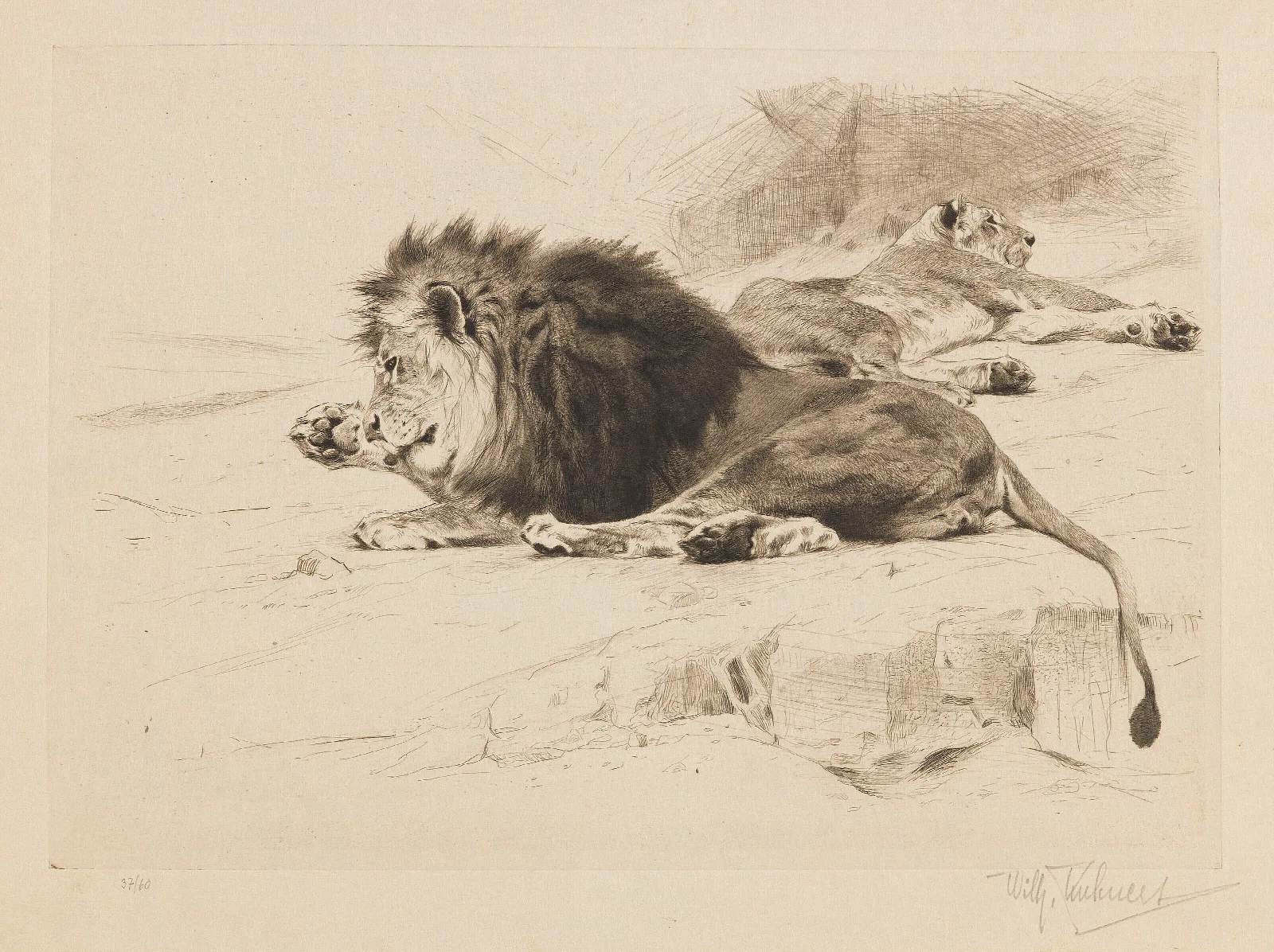 Resting Lions 2 Wall Art by Wilhelm Kuhnert - Canvas Print