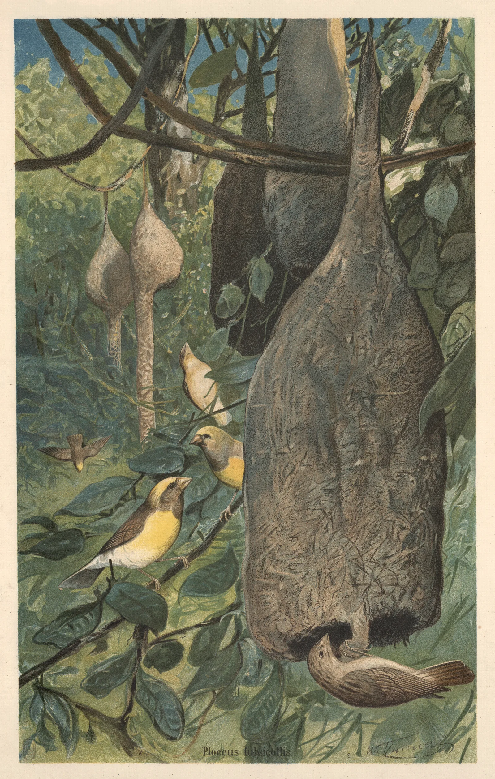 Weaver Bird 2 Wall Art by Wilhelm Kuhnert - Canvas Print