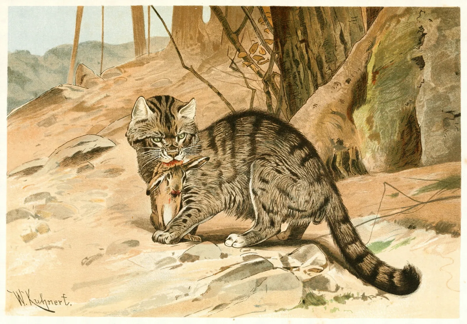 Wild Cat 2 Wall Art by Wilhelm Kuhnert - Canvas Print