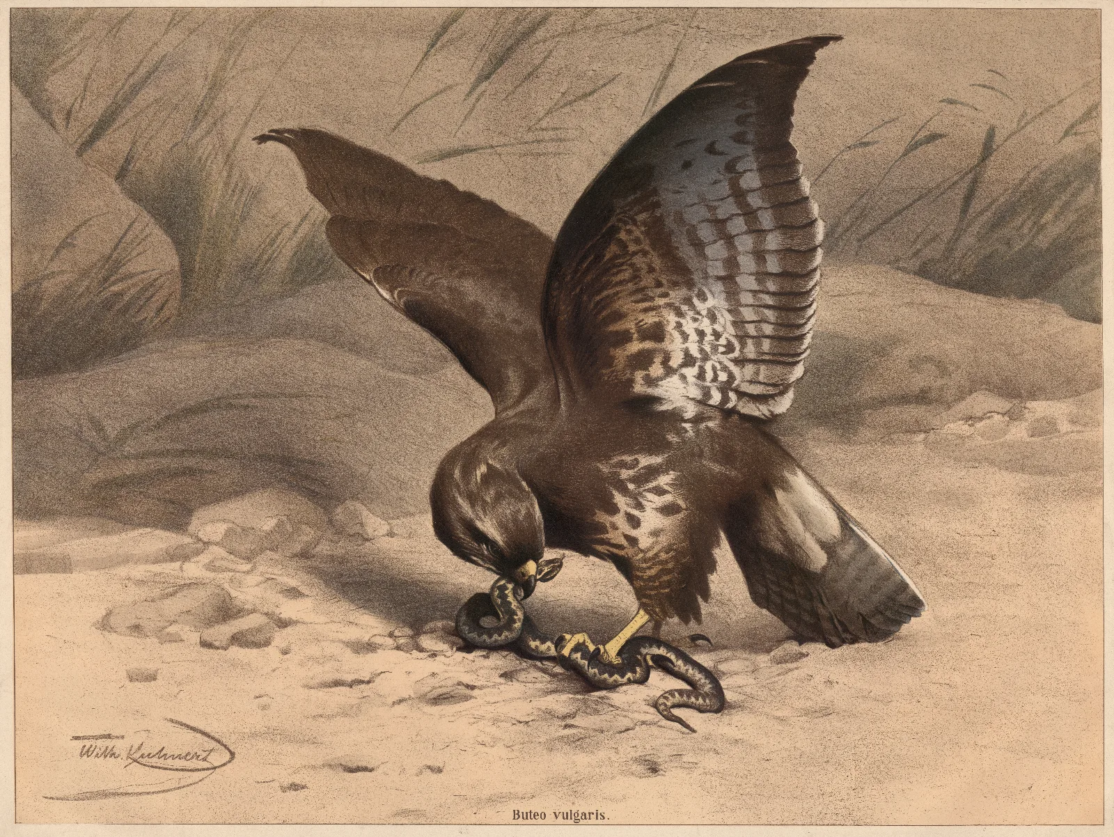 Buzzard 2 Wall Art by Wilhelm Kuhnert - Canvas Print