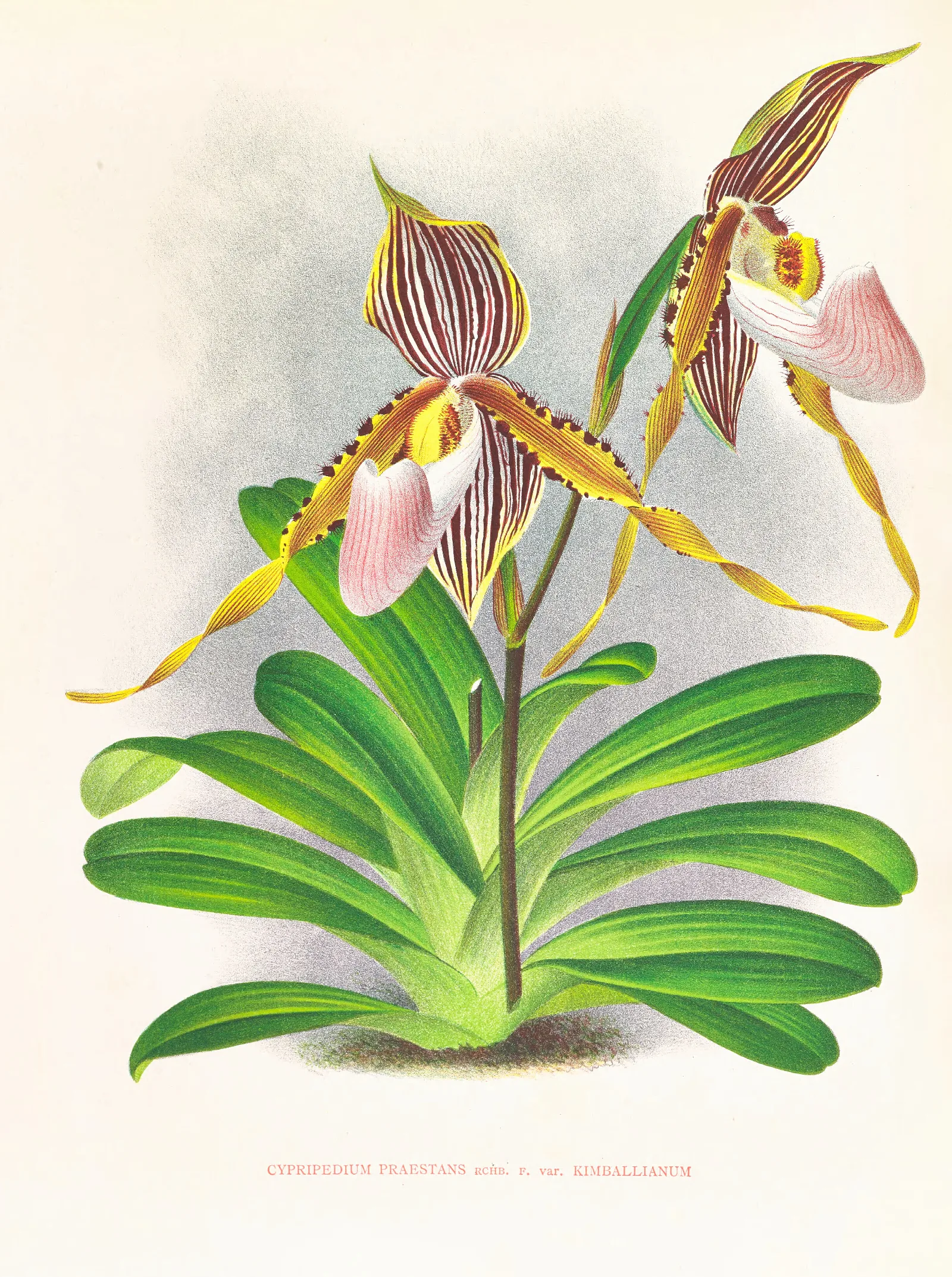 Cypripedium Praestans Var Kimballianum Wall Art by Jean Jules Linden - Canvas Print